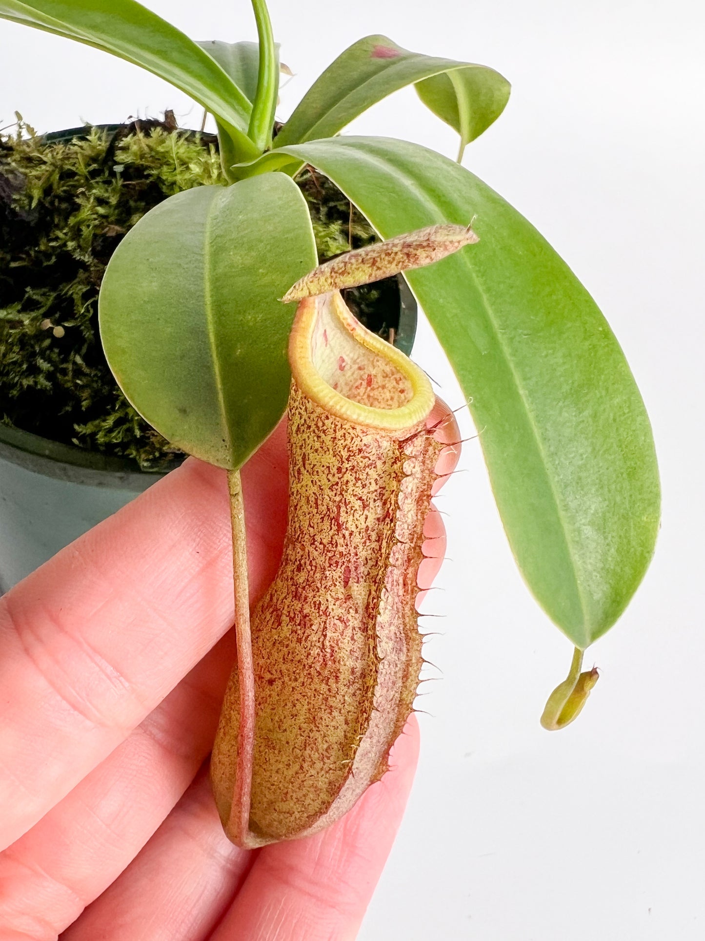 Nepenthes 'Linda' (Pitcher Plant 'Linda'), 100mm
