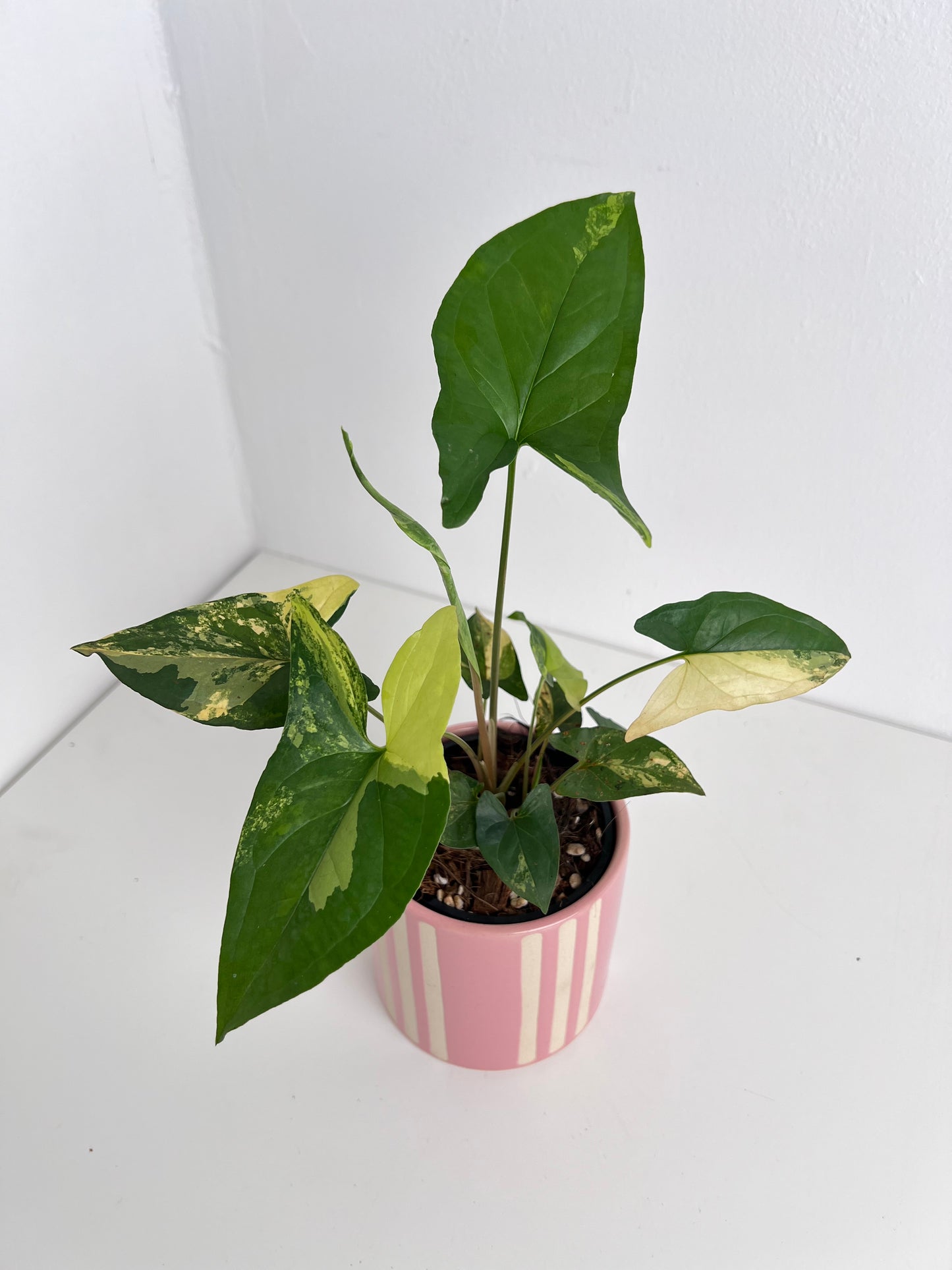 Syngonium Fantasy Aurea - Low Maintenance Houseplant. Indoor Plants Australia