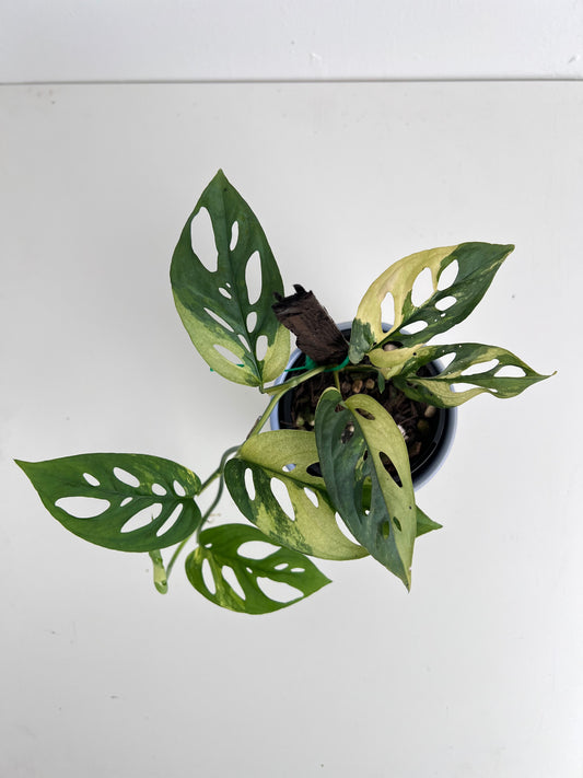 Monstera Adansonii variegated  - Indoor Plants & Rare Houseplant gifts Australia