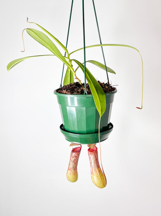 Nepenthes St. Pacificus (Pitcher Plant 'St Pacificus'), 140mm