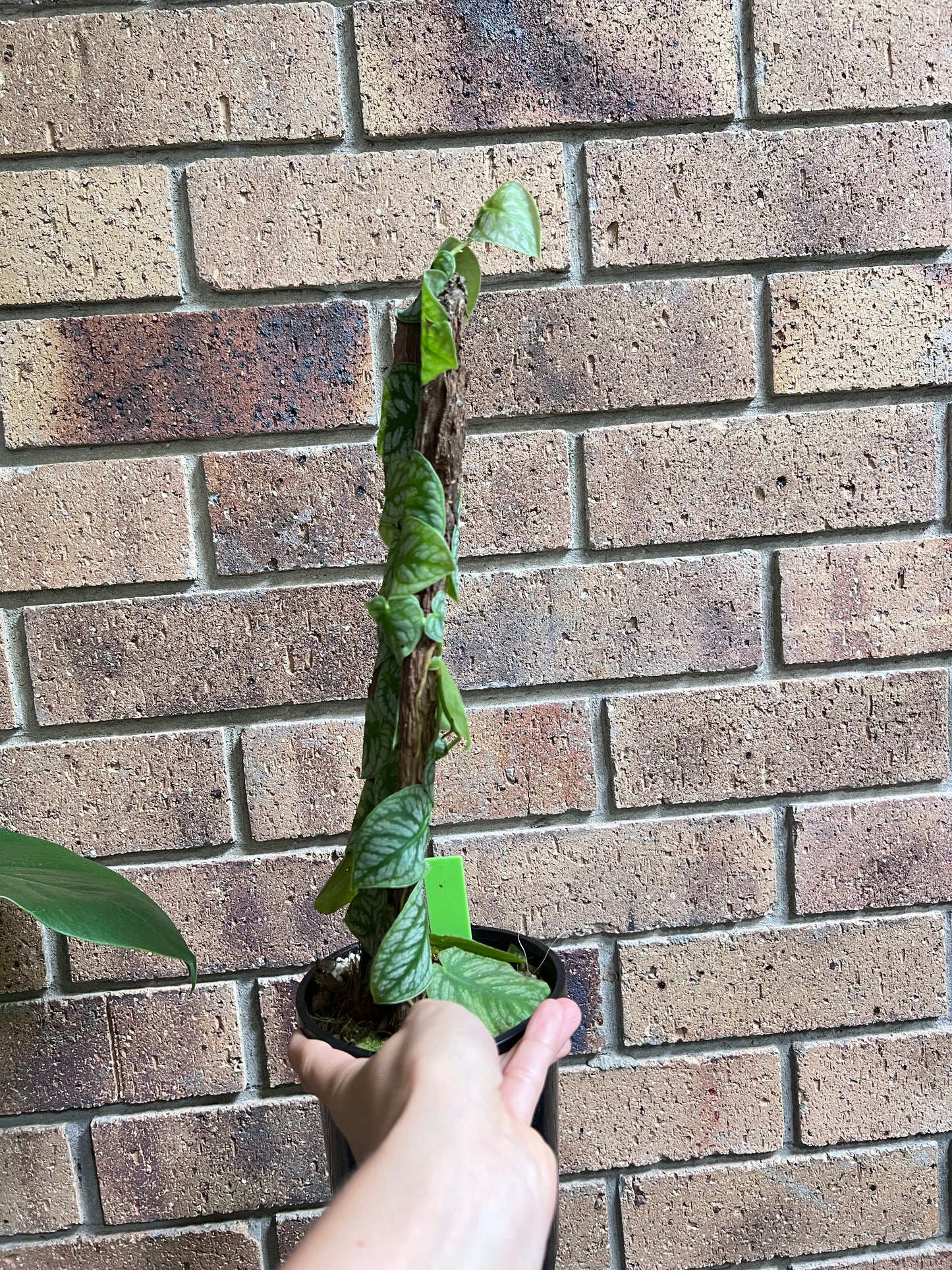 Monstera Dubia