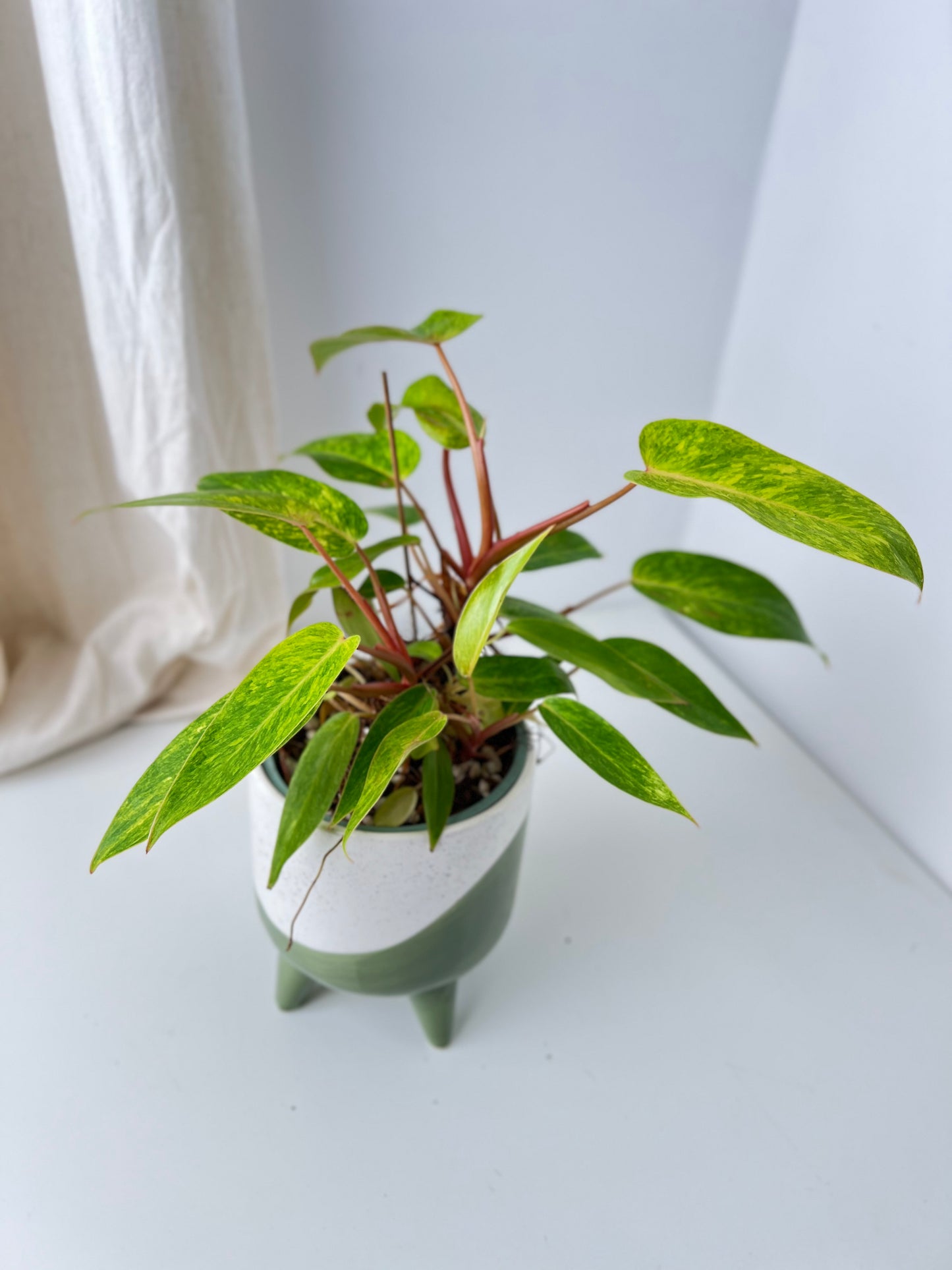 Philodendron Painted Lady - Low Maintenance Houseplant. Indoor Plants Australia