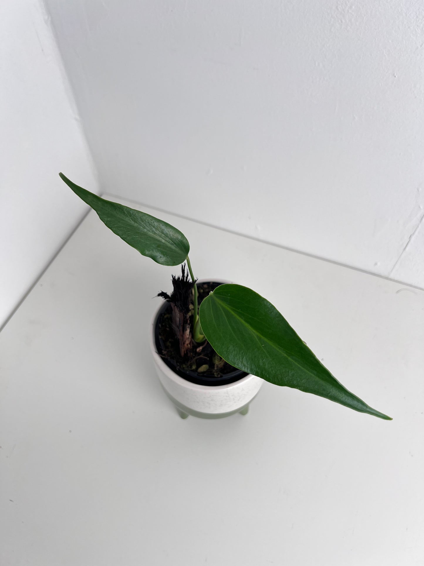 Philodendron Burle Marx Flame - Indoor Plants & Rare Houseplant gifts Australia