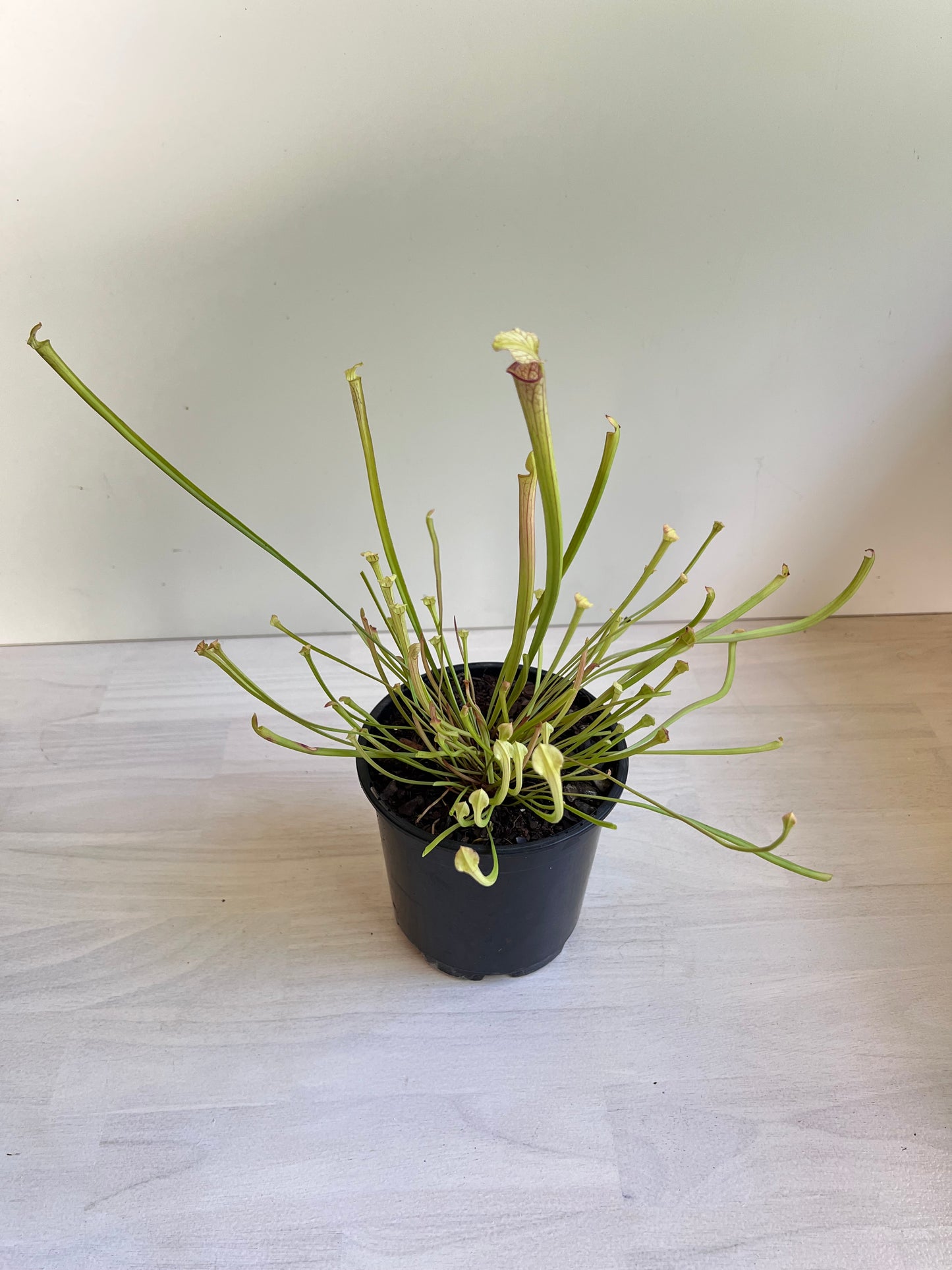 Sarracenia species, tall form