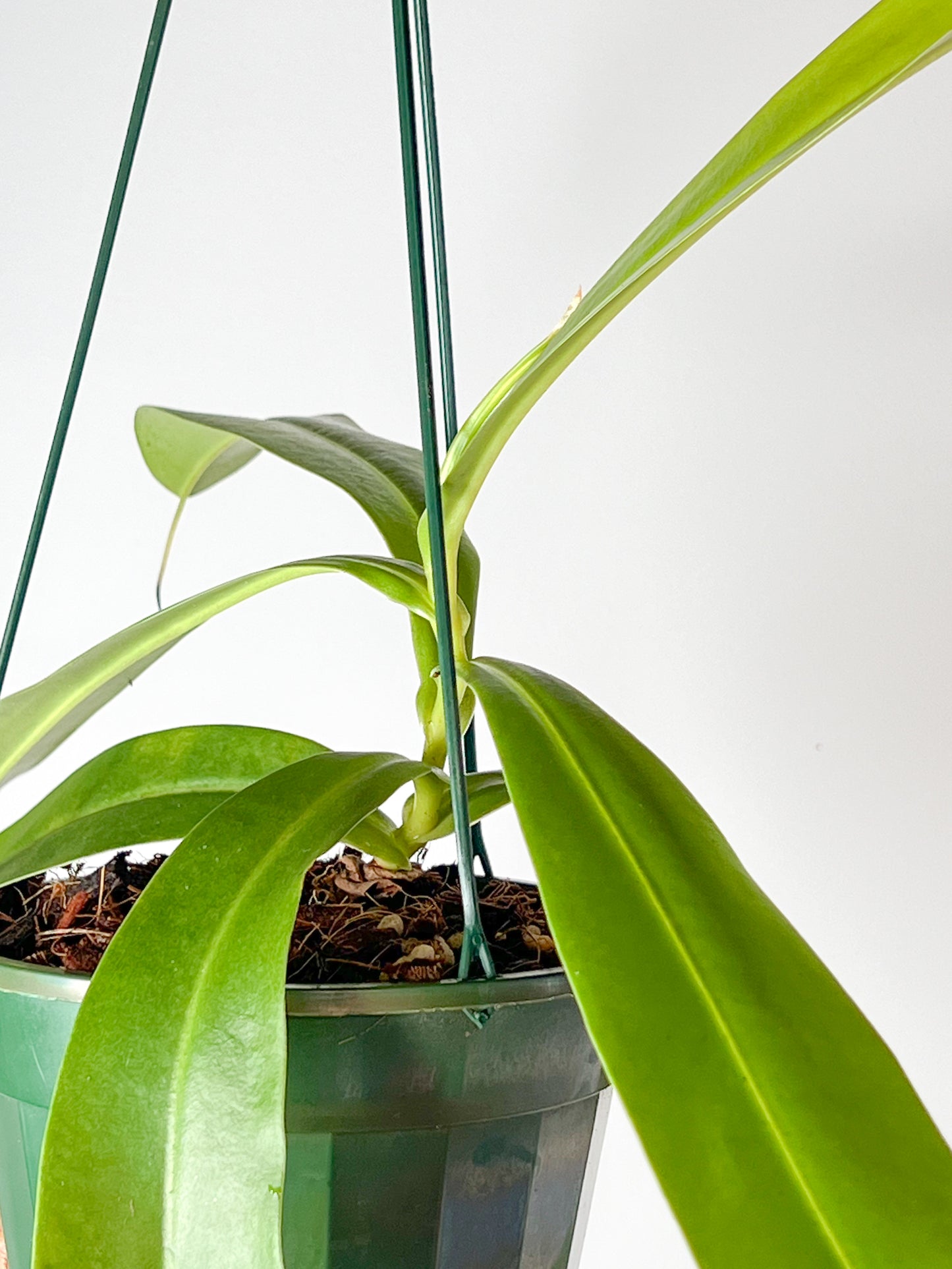 Nepenthes 'Linda' (Pitcher Plant 'Linda'), 140mm