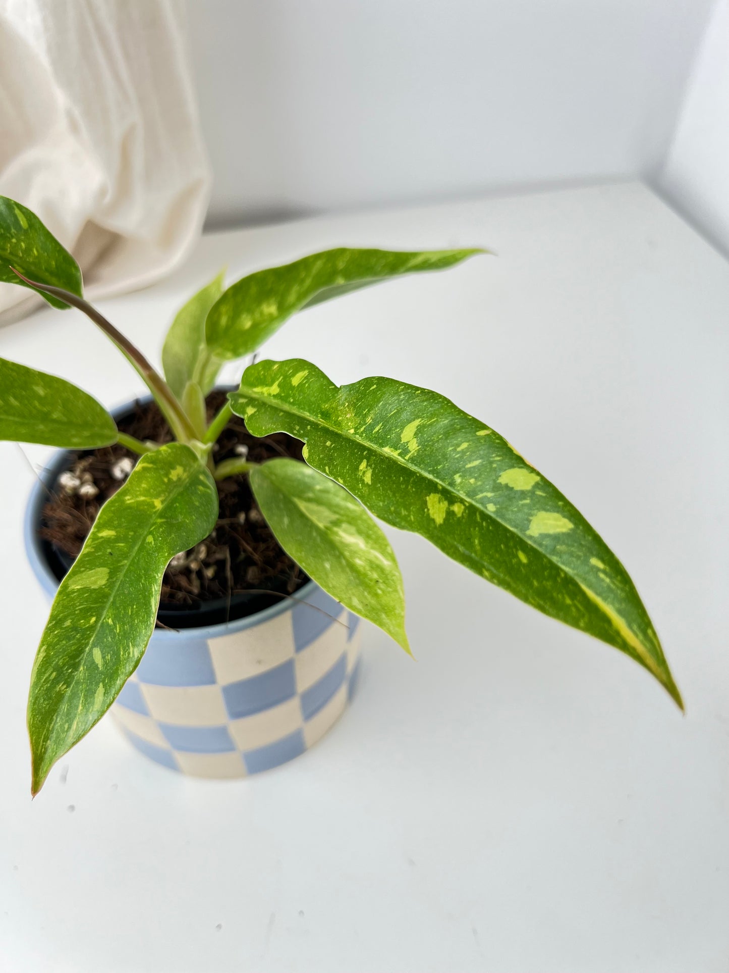 Philodendron Ring of Fire (small size). Low Maintenance Houseplant. Indoor Plants Australia