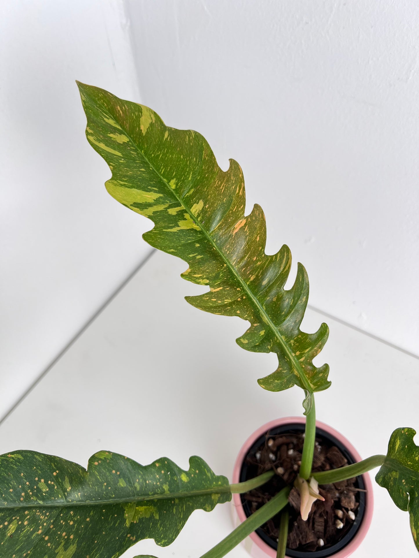 Philodendron Ring of Fire (medium size). Low Maintenance Houseplant. Indoor Plants Australia