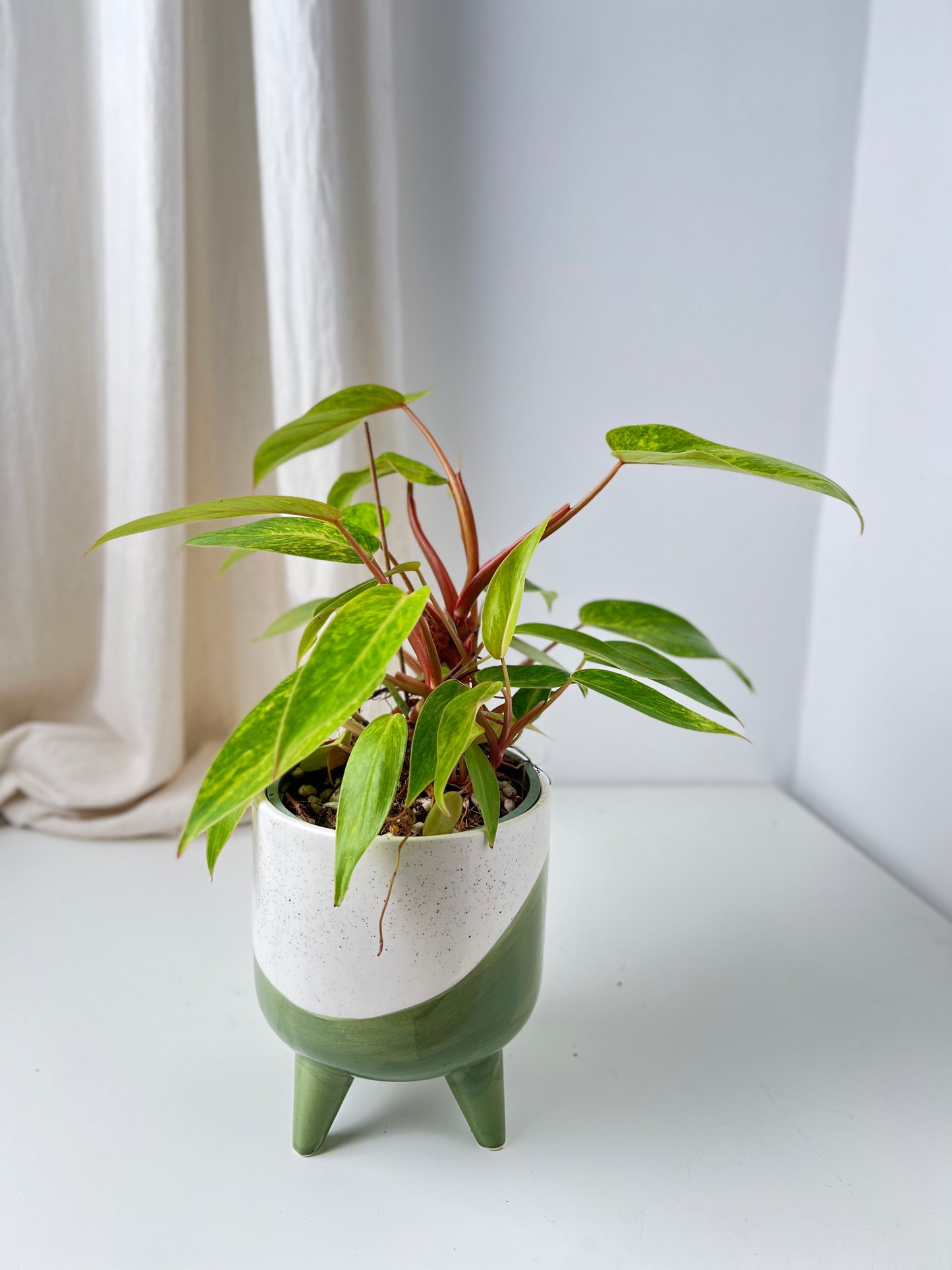 Philodendron Painted Lady - Low Maintenance Houseplant. Indoor Plants Australia