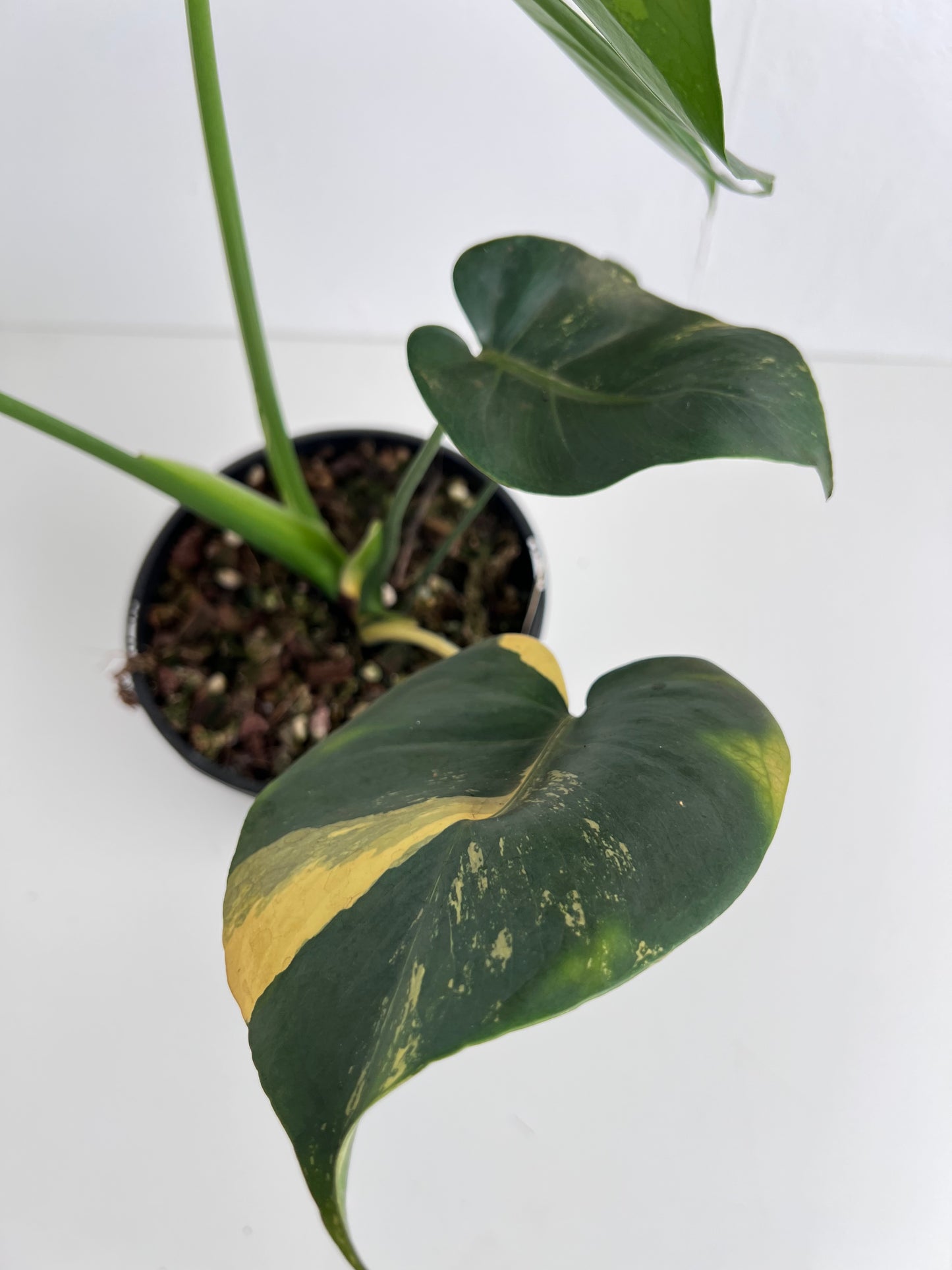 Monstera Yellow Thai Constellation - Indoor Plants & Rare Houseplant gifts Australia