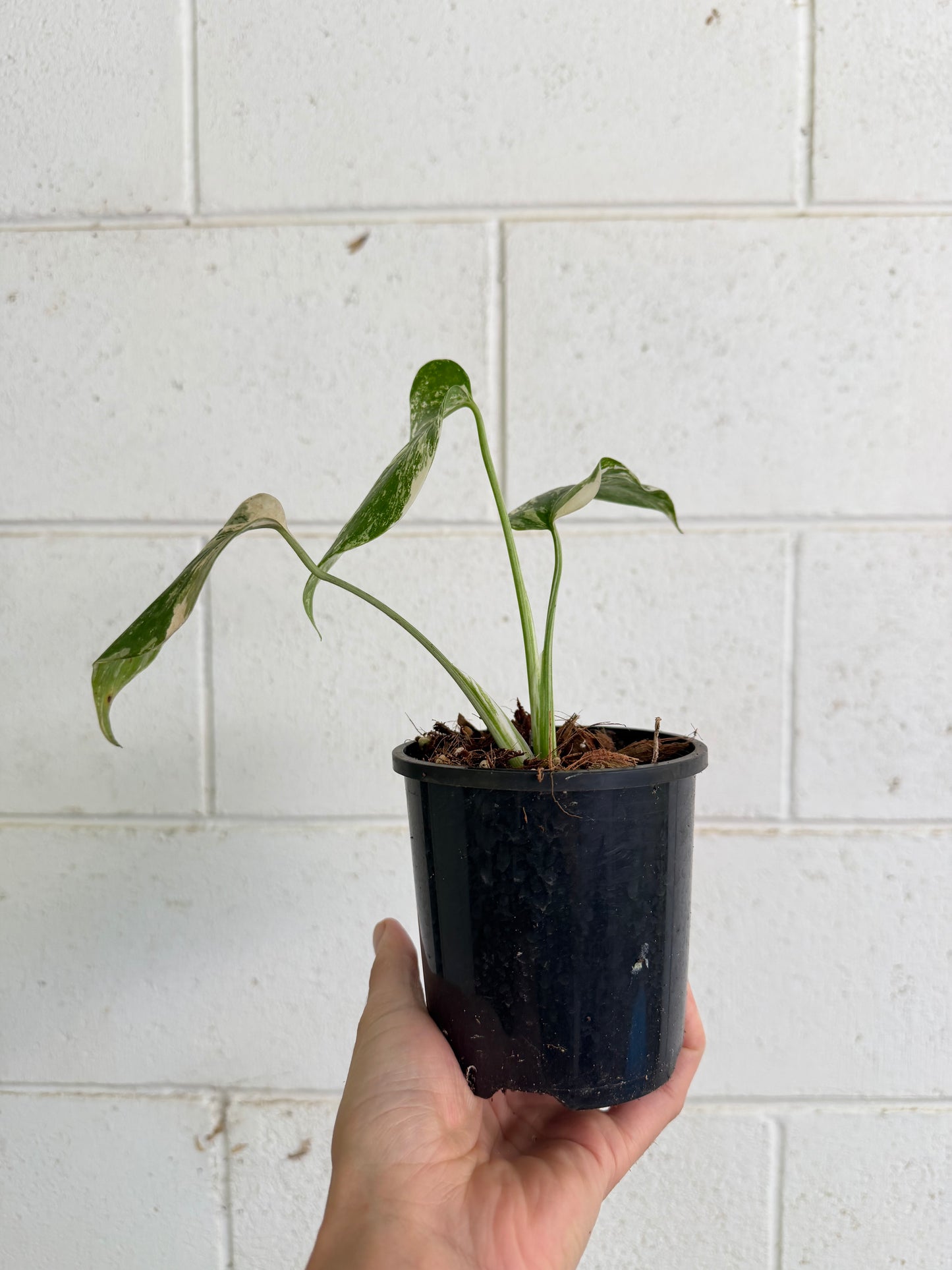 Monstera Borsigiana Variegated