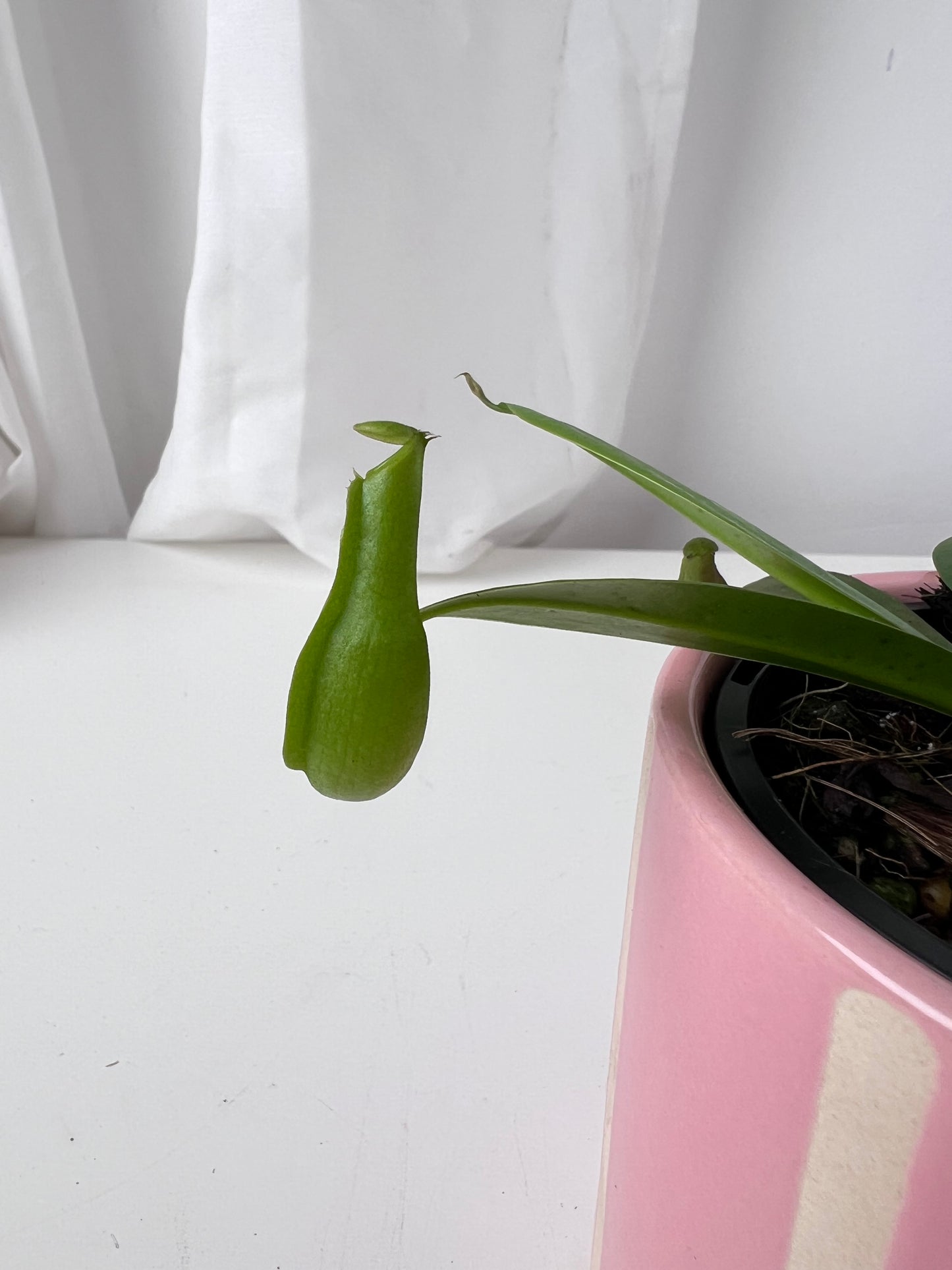 Nepenthes reinwardtiana