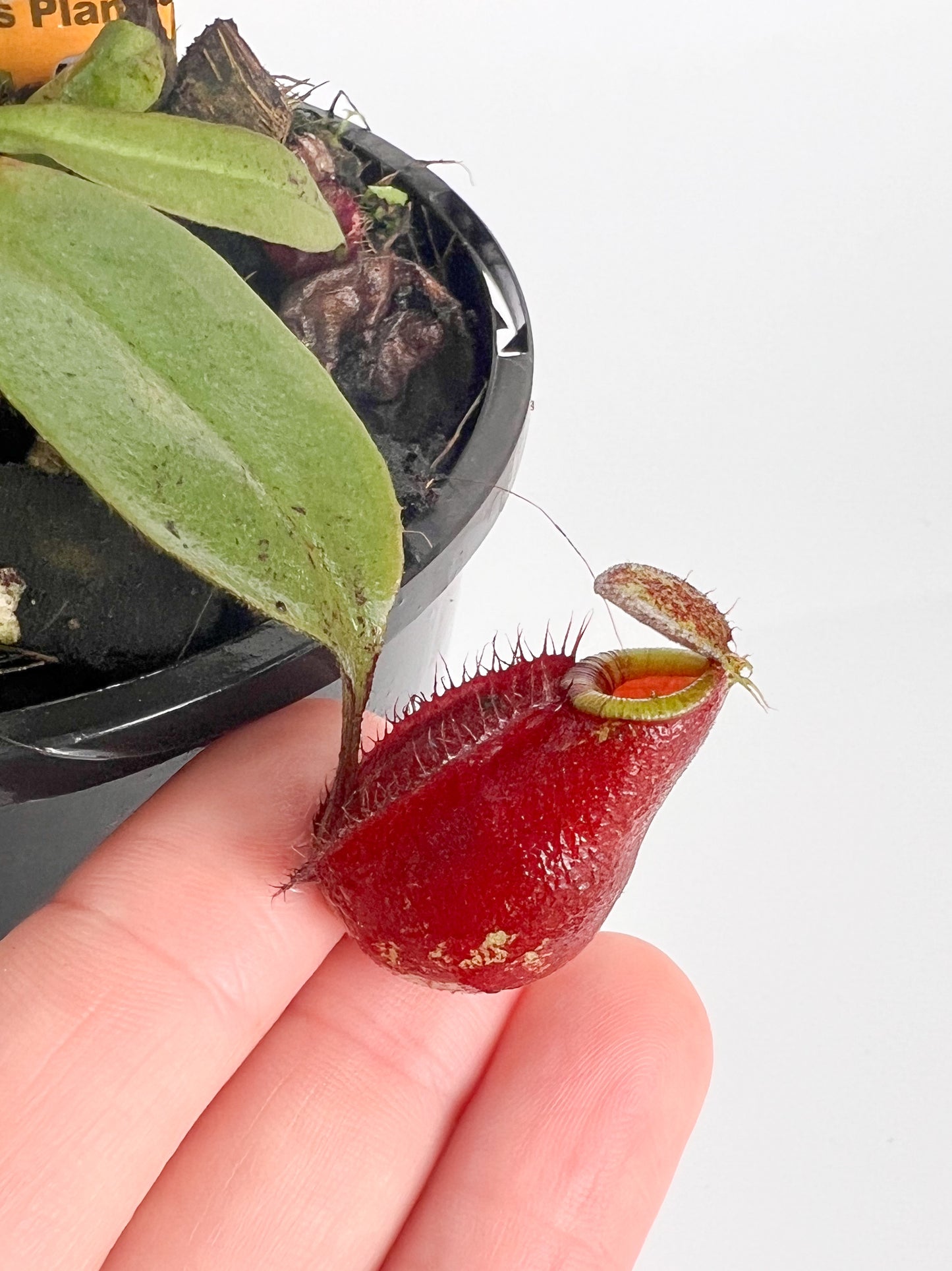 Nepenthes 'ampullaria x viking' (Pitcher Plant 'ampullaria x viking'), 100mm