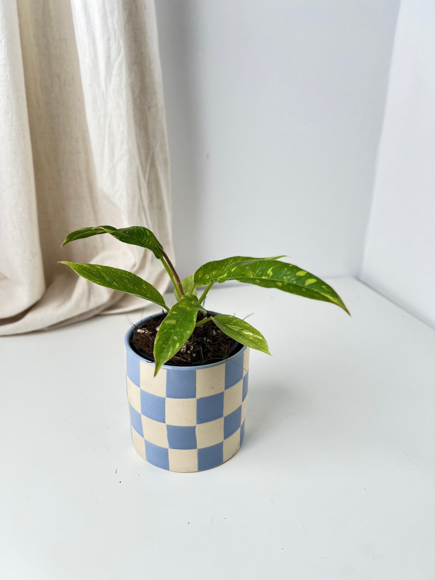 Philodendron Ring of Fire (small size). Low Maintenance Houseplant. Indoor Plants Australia