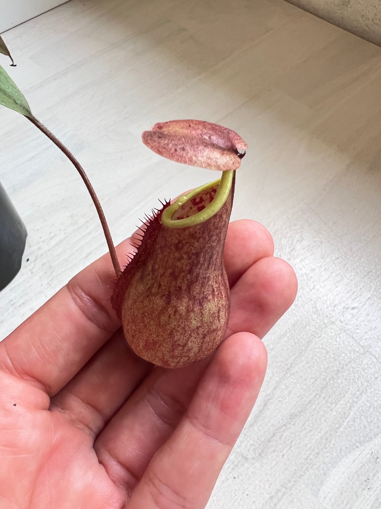 Nepenthes  Kampotiana Red