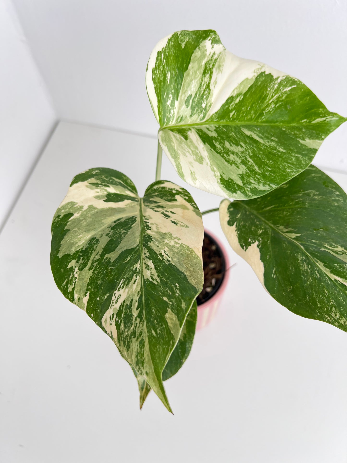Monstera Borsigiana Variegated - Small-Medium & highly variegated