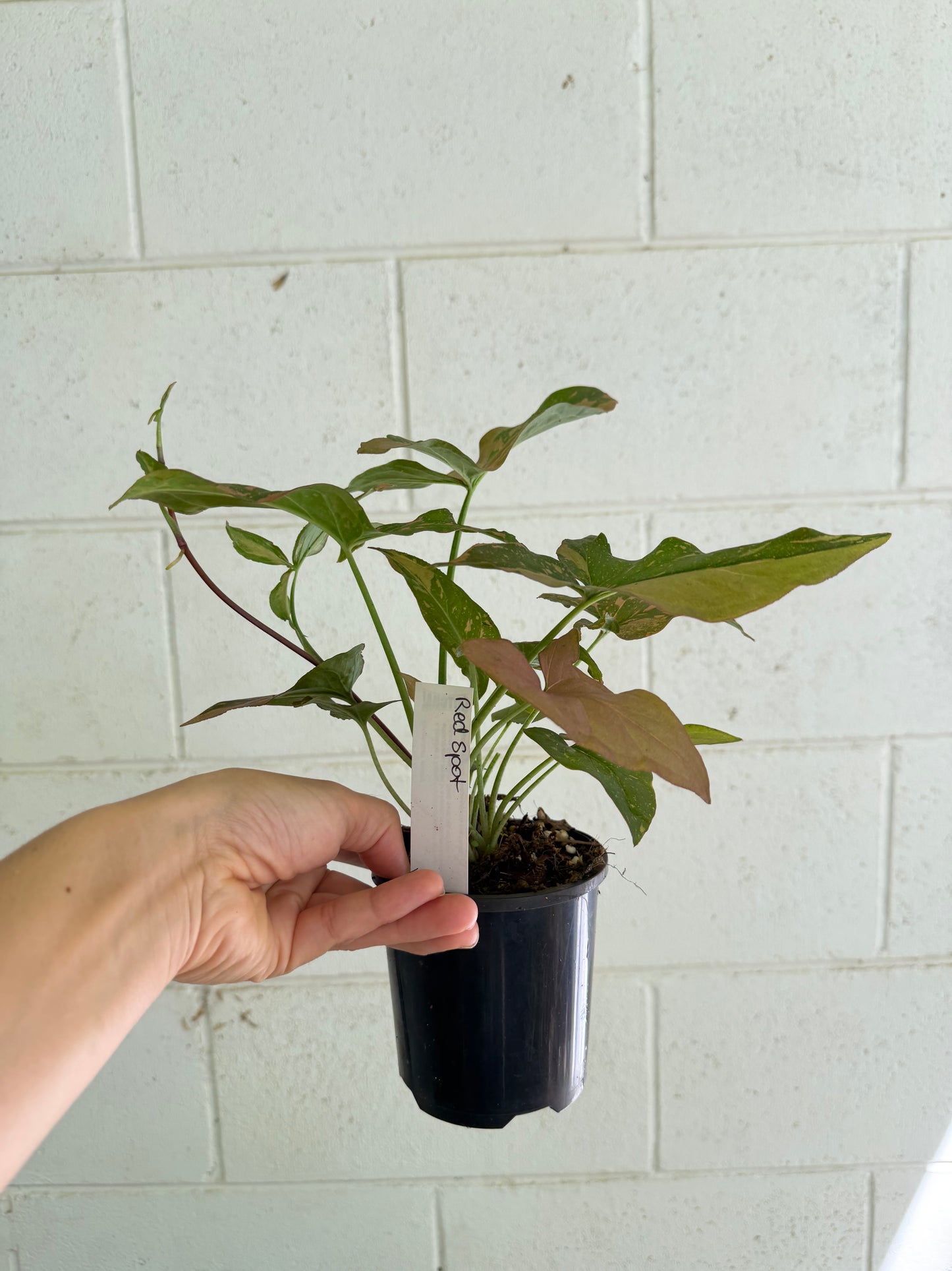 Syngonium Red Spot