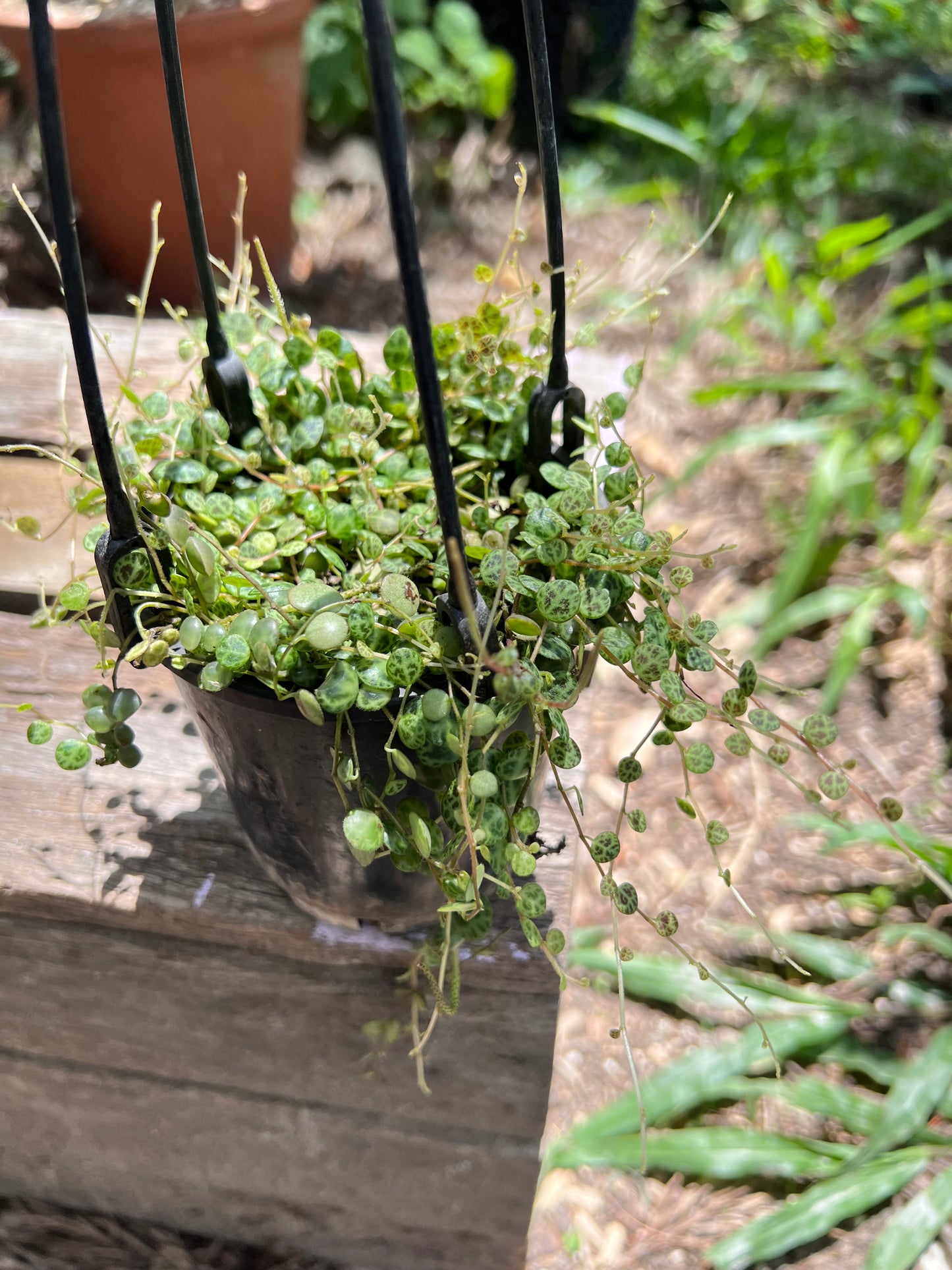 String of Turtles