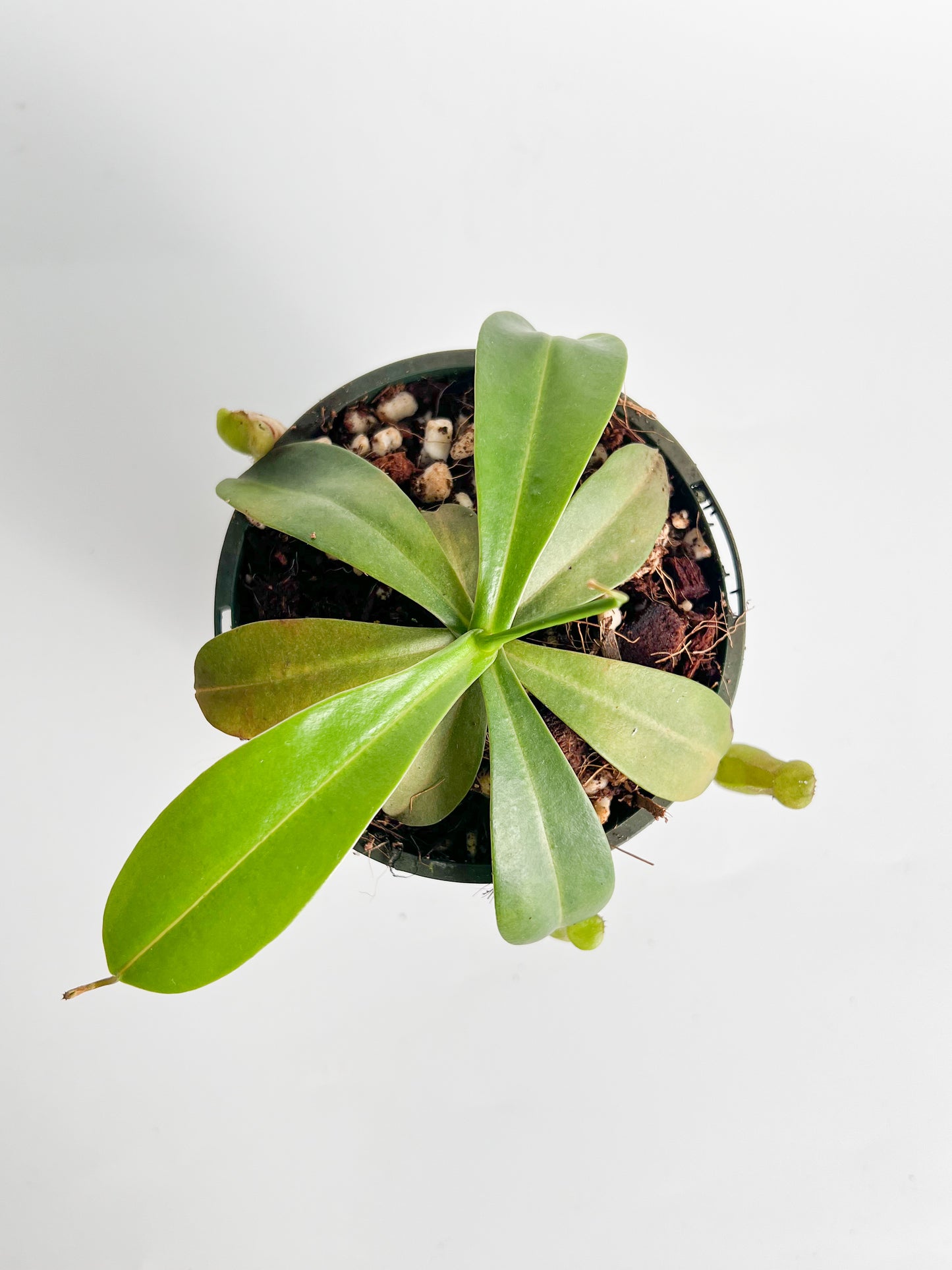 Nepenthes 'Ventricosa Hot Lips' (Pitcher Plant 'Ventricosa Hot Lips'), 100mm