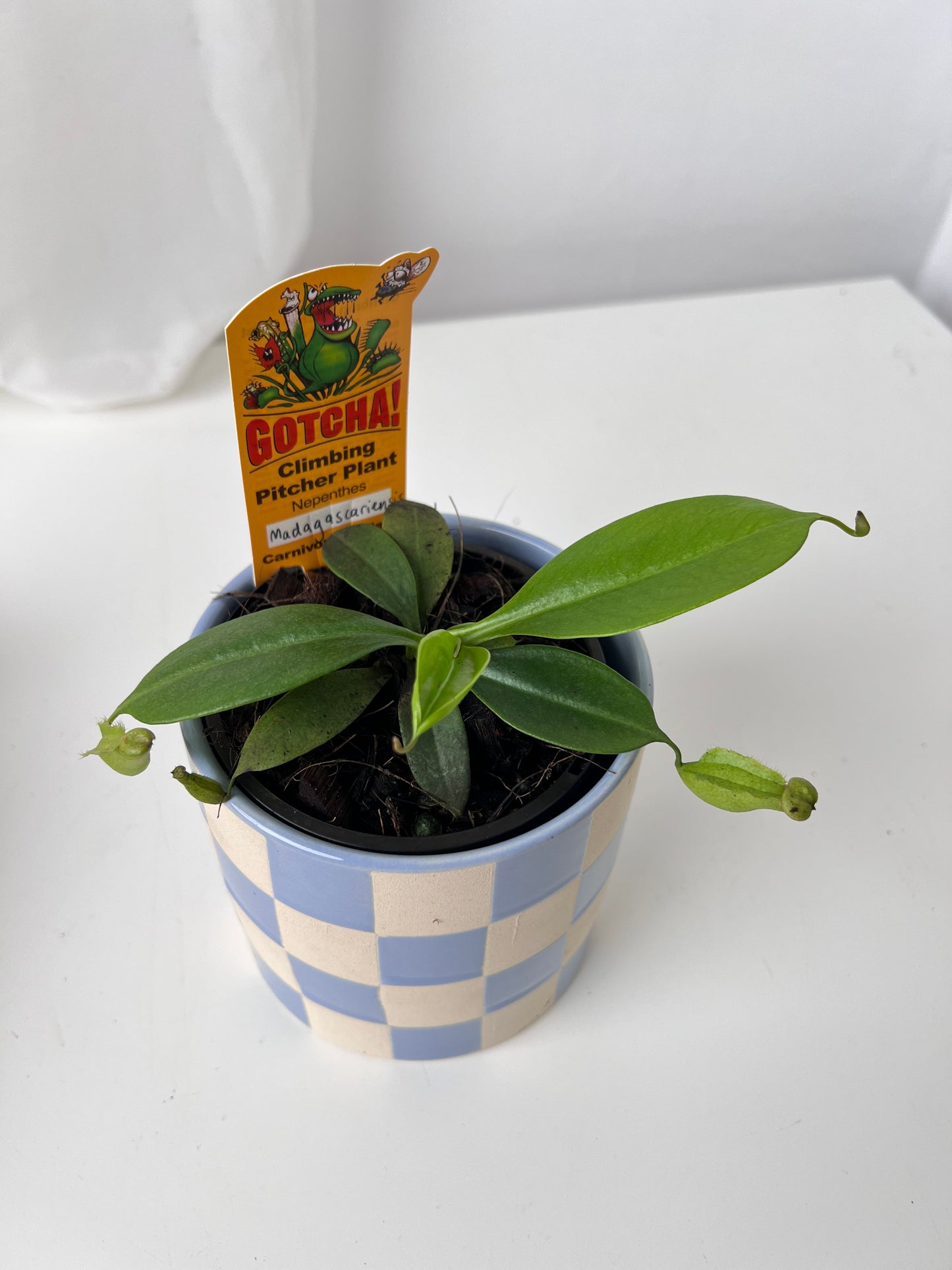 Nepenthes madagascariensis