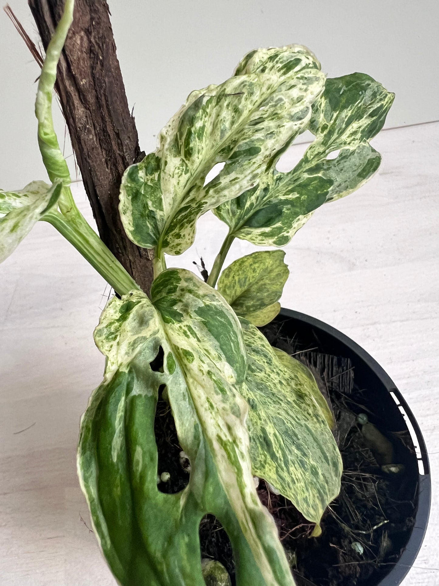 Monstera Adansonii Mint Variegated