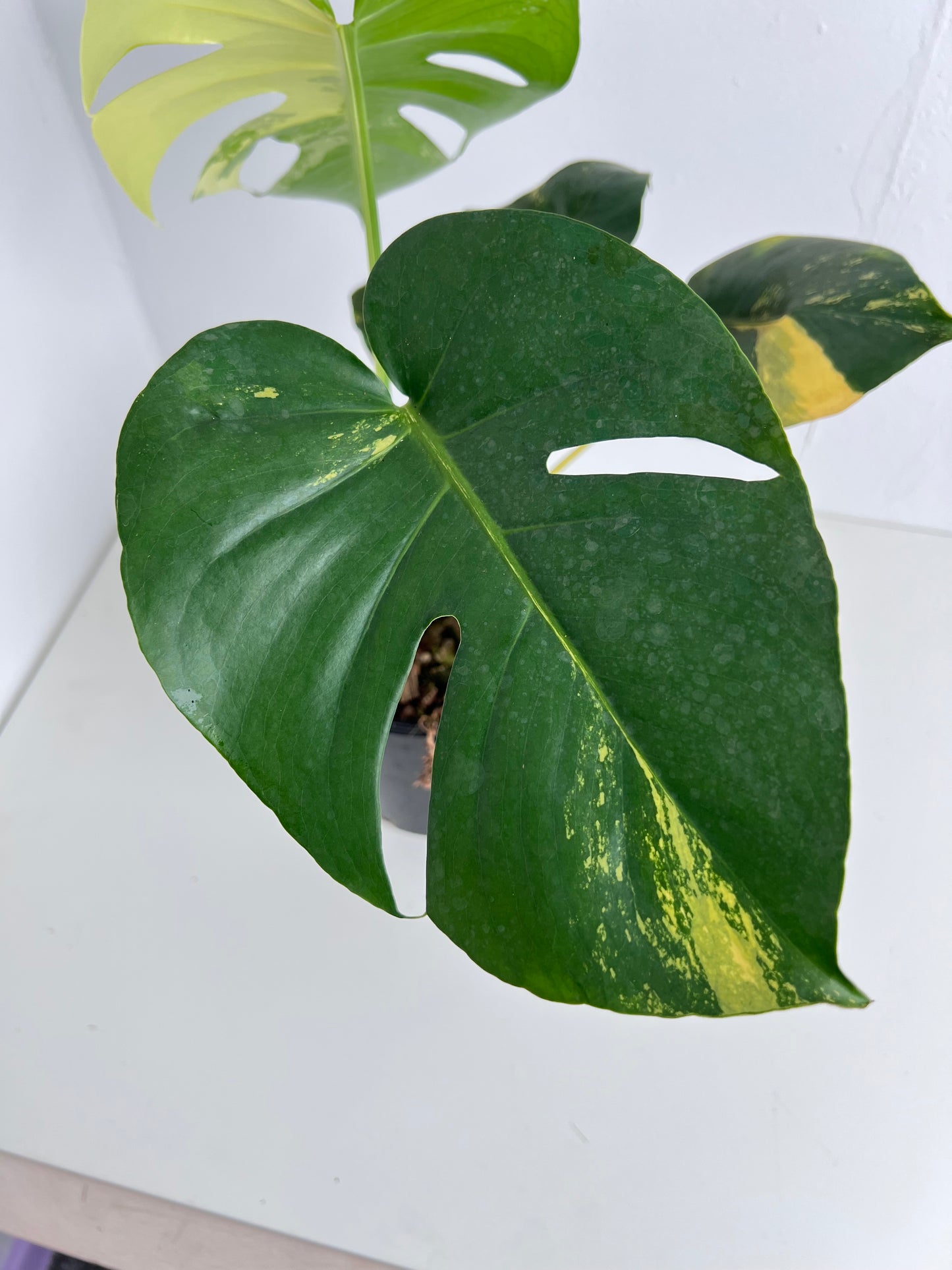 Monstera Yellow Thai Constellation - Indoor Plants & Rare Houseplant gifts Australia