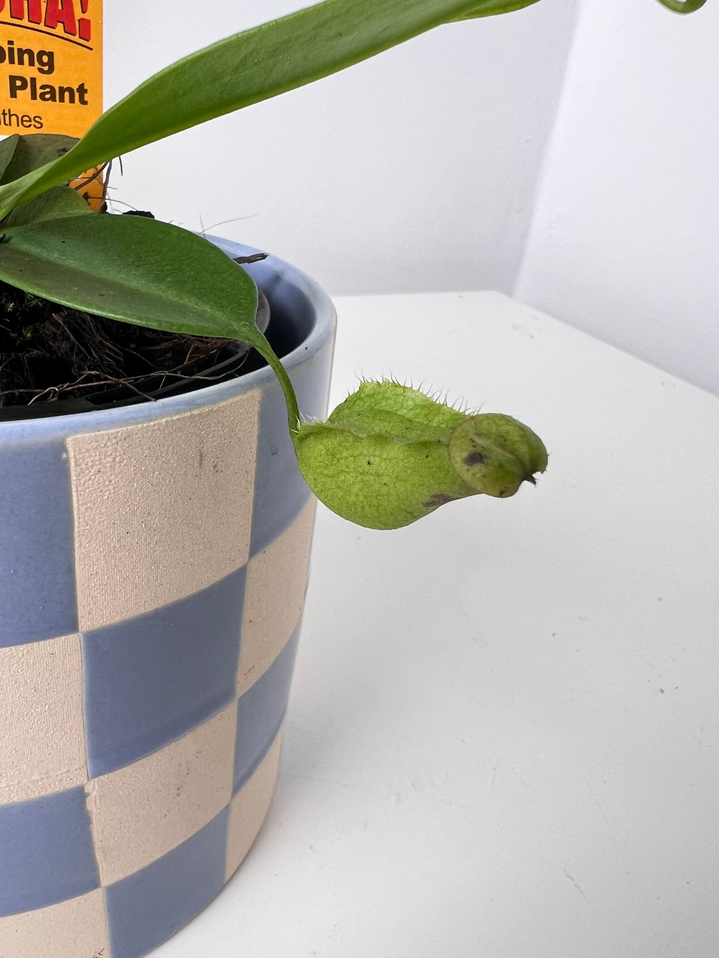 Nepenthes madagascariensis