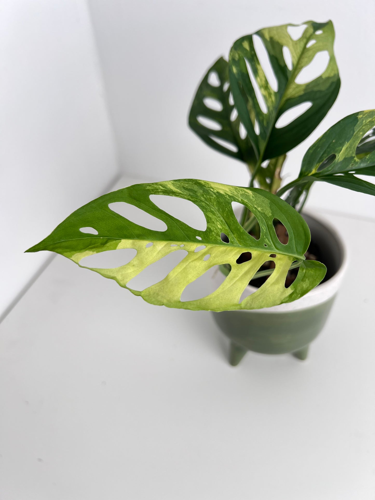 Monstera Adansonii variegated - Indoor Plants & Rare Houseplant gifts Australia