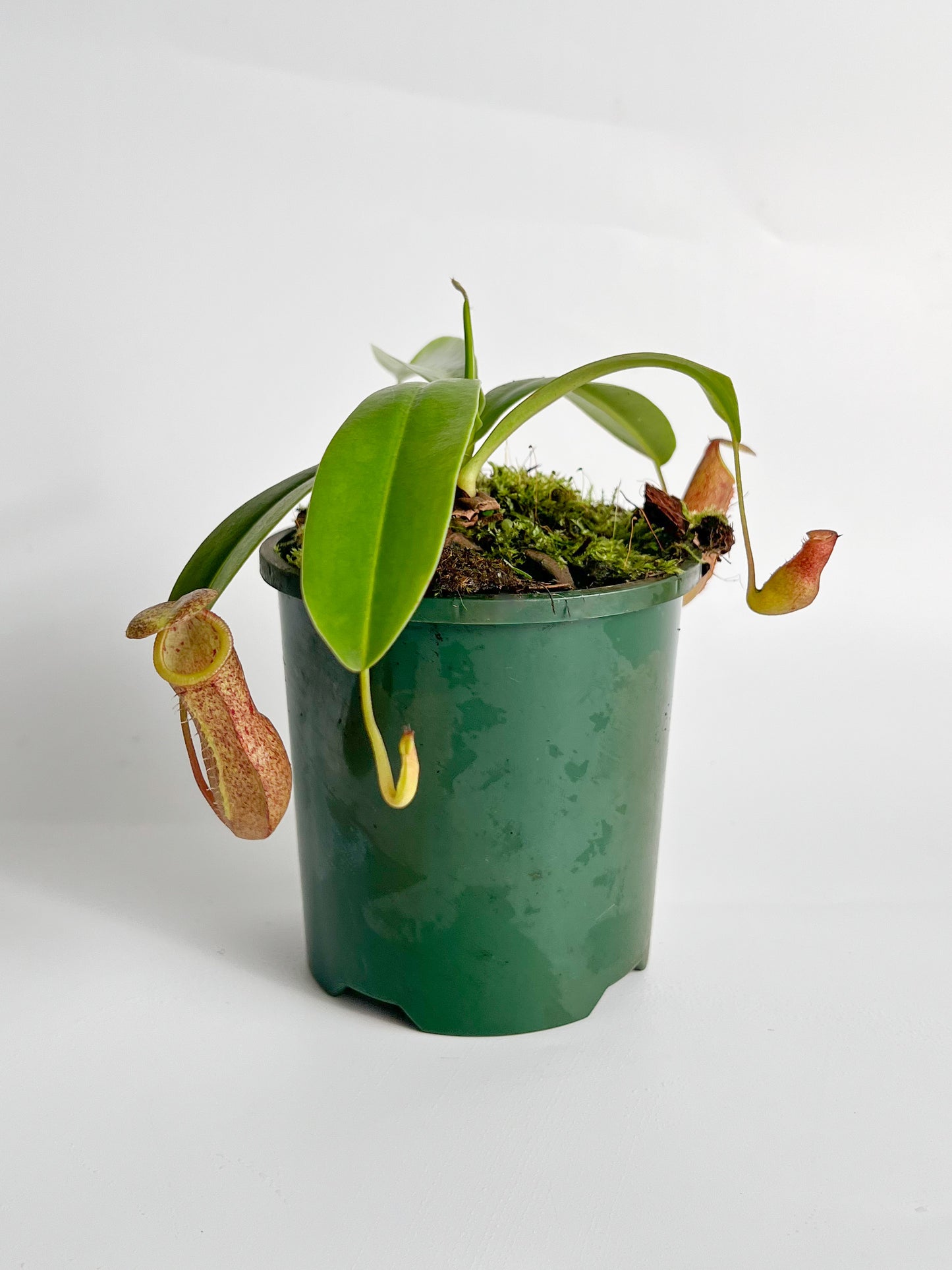 Nepenthes 'Linda' (Pitcher Plant 'Linda'), 100mm