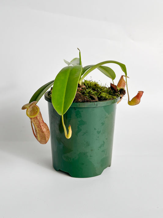Nepenthes 'Linda' (Pitcher Plant 'Linda'), 100mm