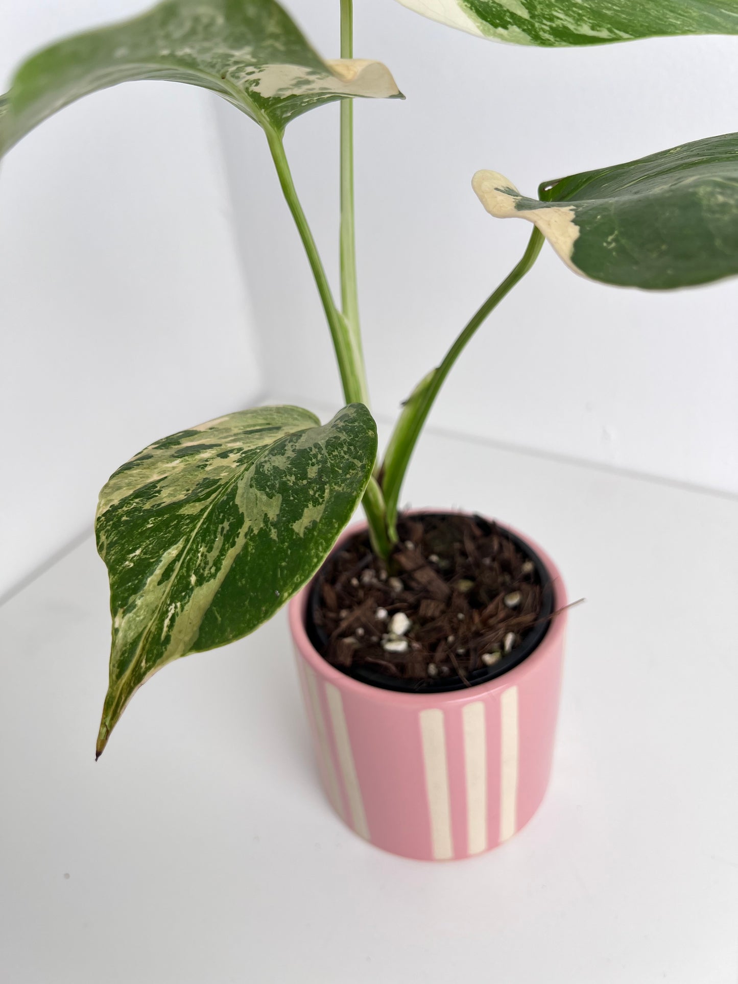 Monstera Borsigiana Variegated - Small-Medium & highly variegated