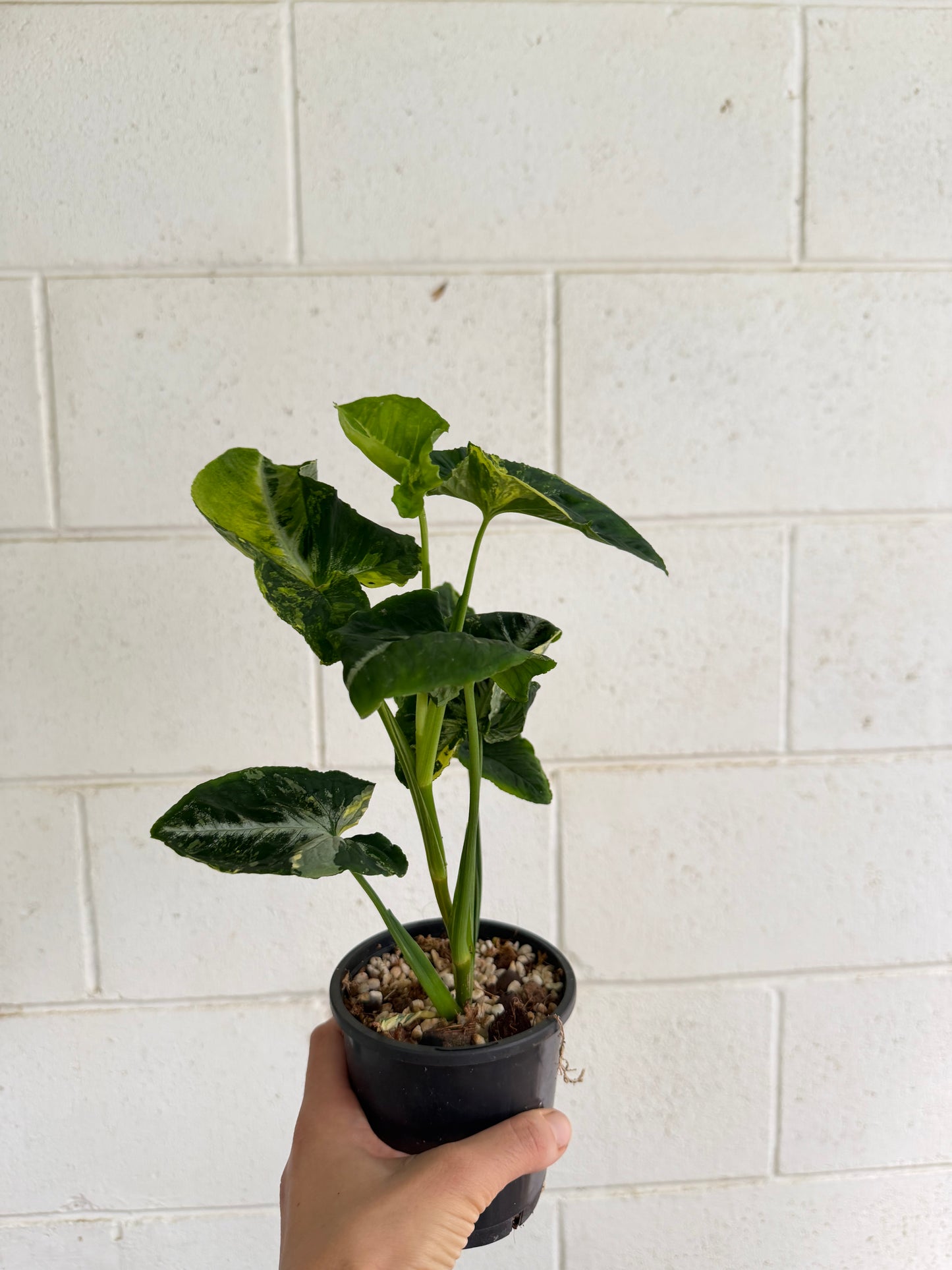Syngonium Scrambled Eggs