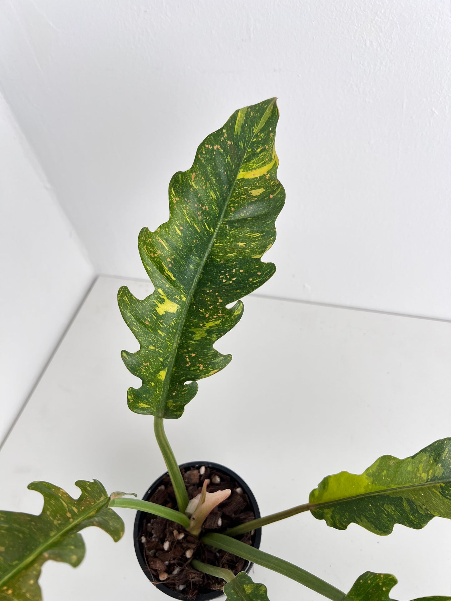 Philodendron Ring of Fire (medium size). Low Maintenance Houseplant. Indoor Plants Australia