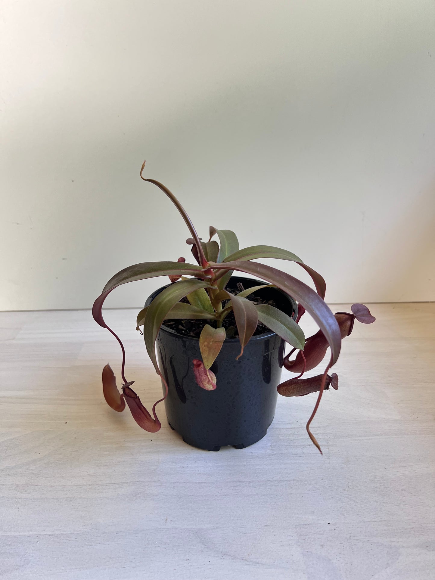 Nepenthes Sanguinea | Pitcher Plant Sanguinea