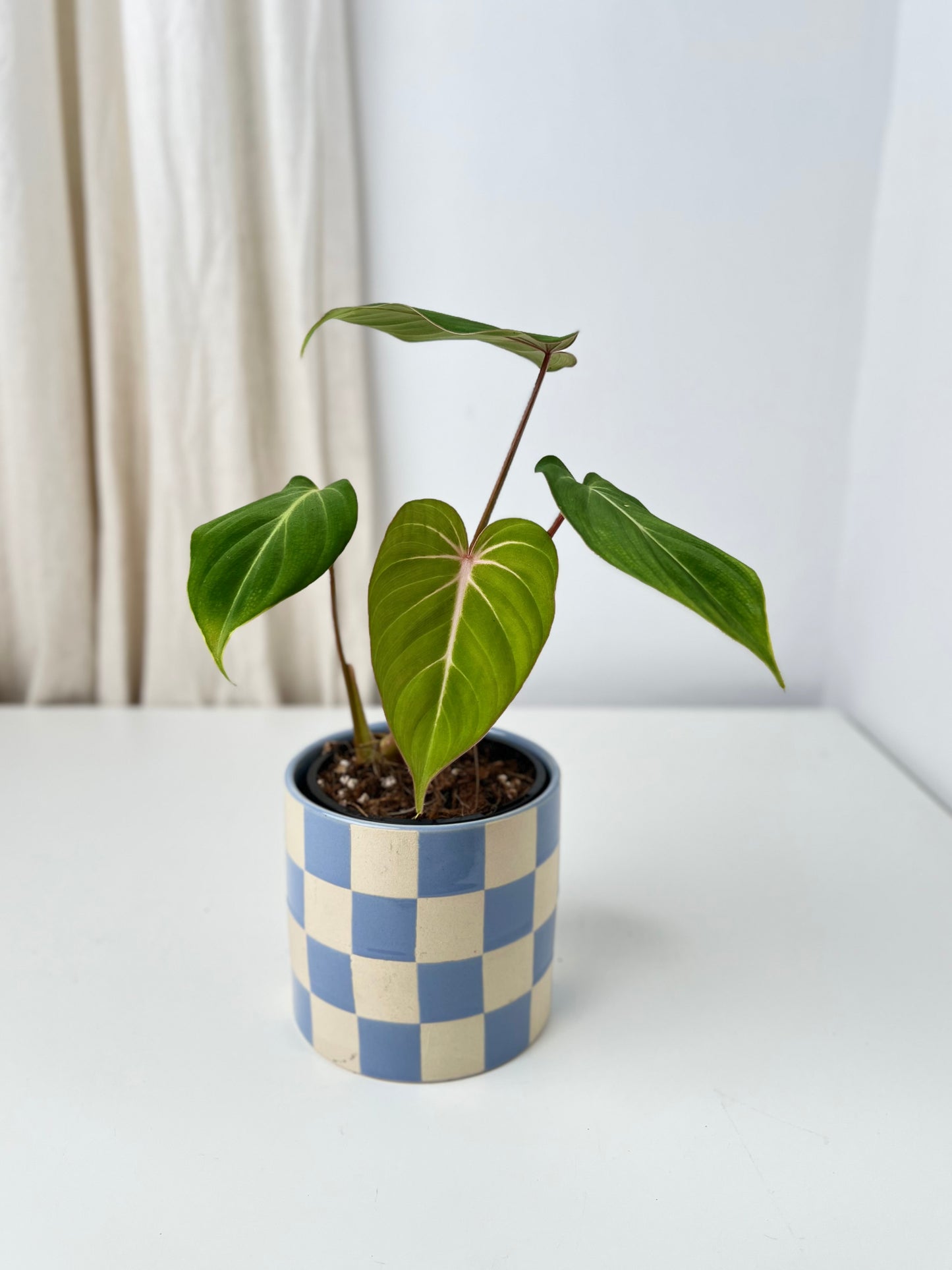Philodendron Gloriosum "White Vein" - Low Maintenance Houseplant. Indoor Plants Australia