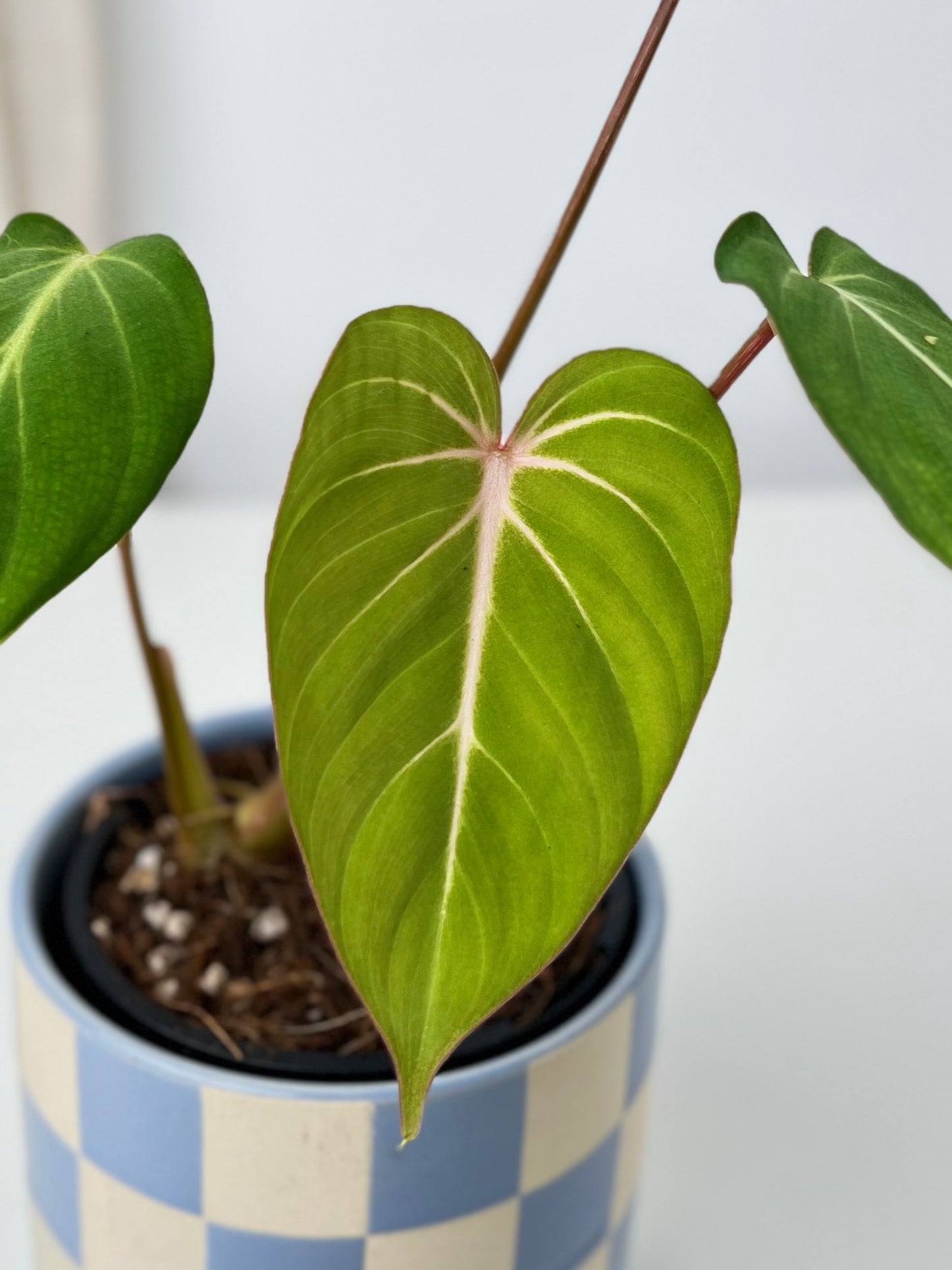 Philodendron Gloriosum "White Vein" - Low Maintenance Houseplant. Indoor Plants Australia