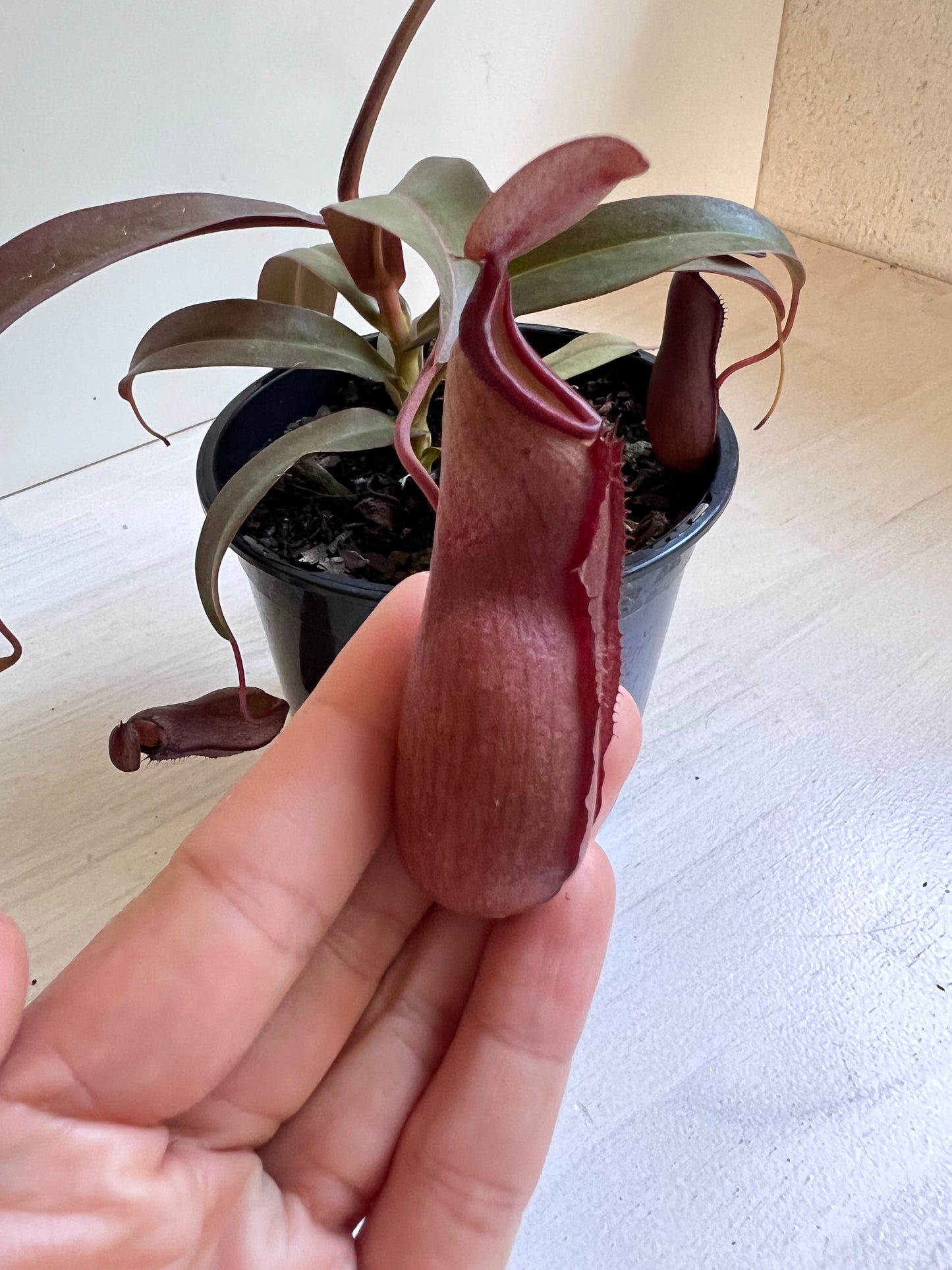 Nepenthes Sanguinea | Pitcher Plant Sanguinea