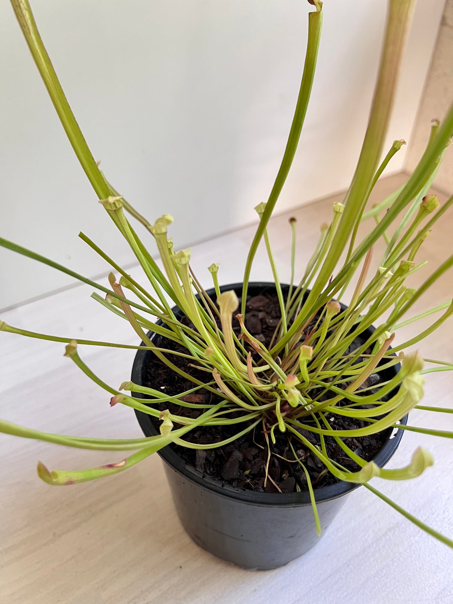 Sarracenia species, tall form