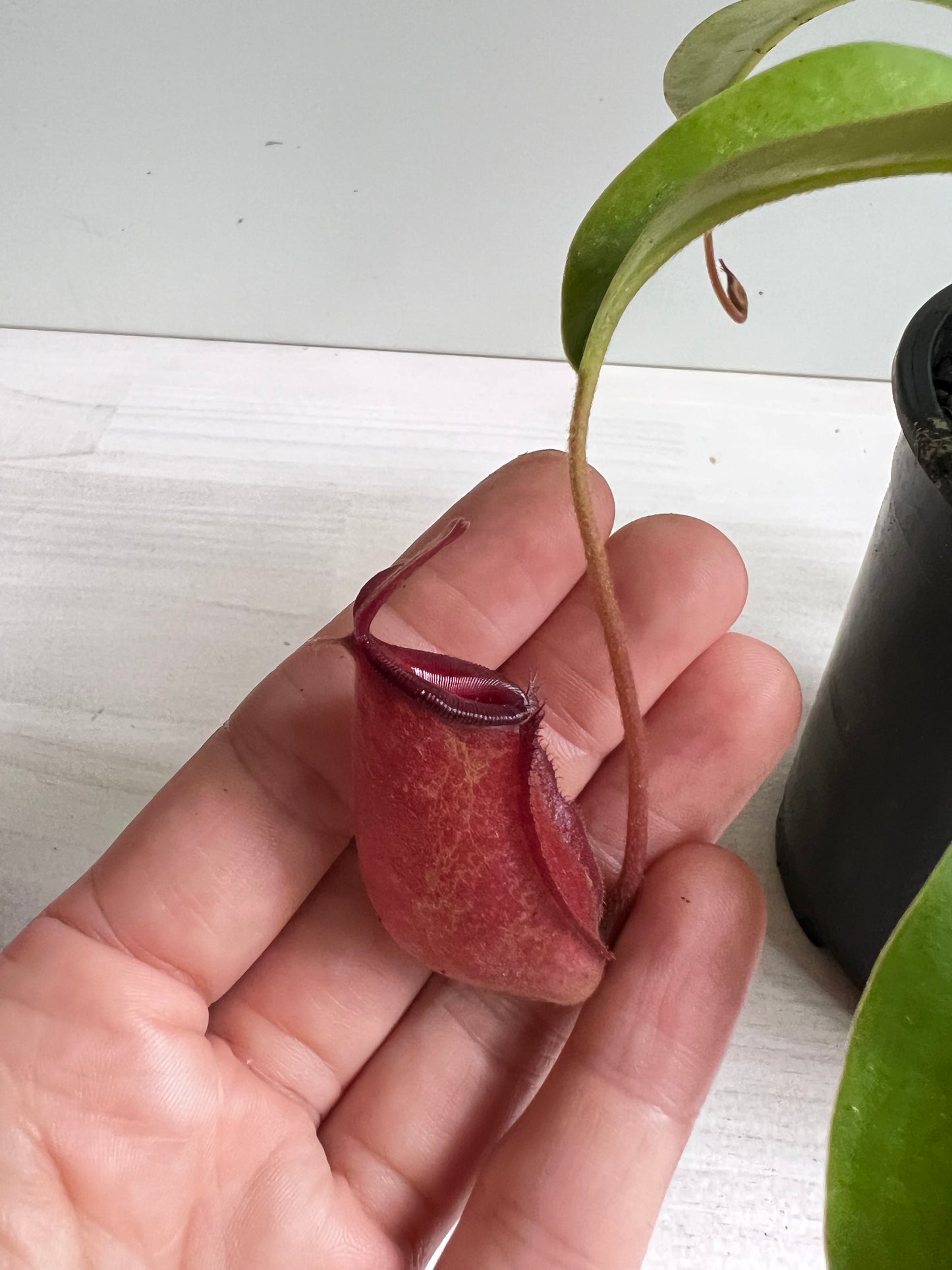 Nepenthes Bloody Mary