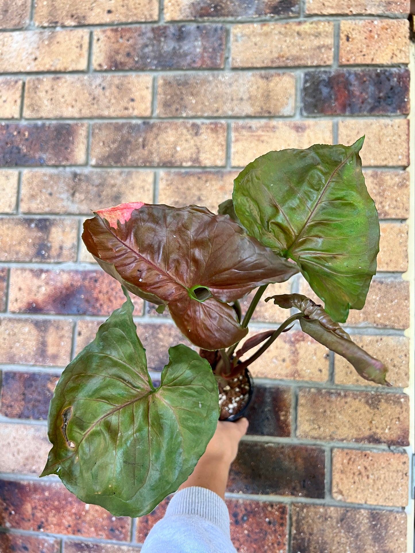 Syngonium Strawberry Ice