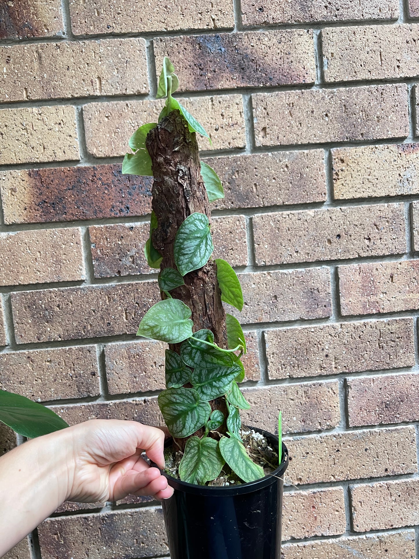 Monstera Dubia