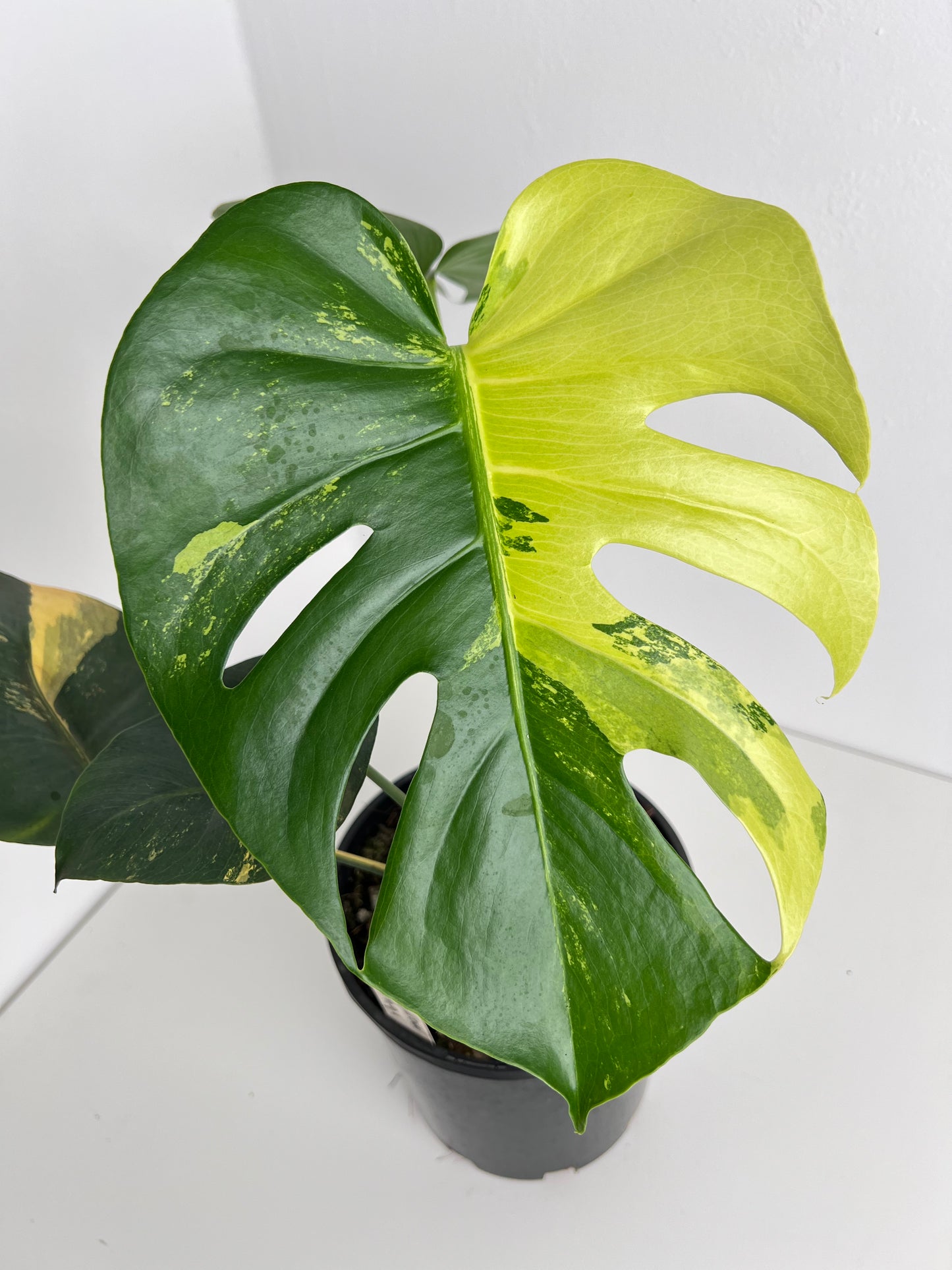 Monstera Yellow Thai Constellation - Indoor Plants & Rare Houseplant gifts Australia