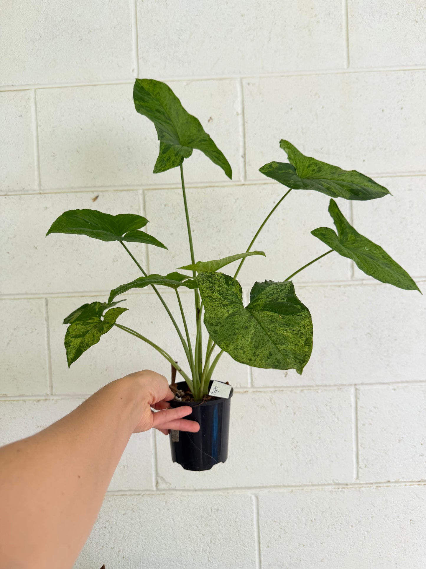 Syngonium Mojito