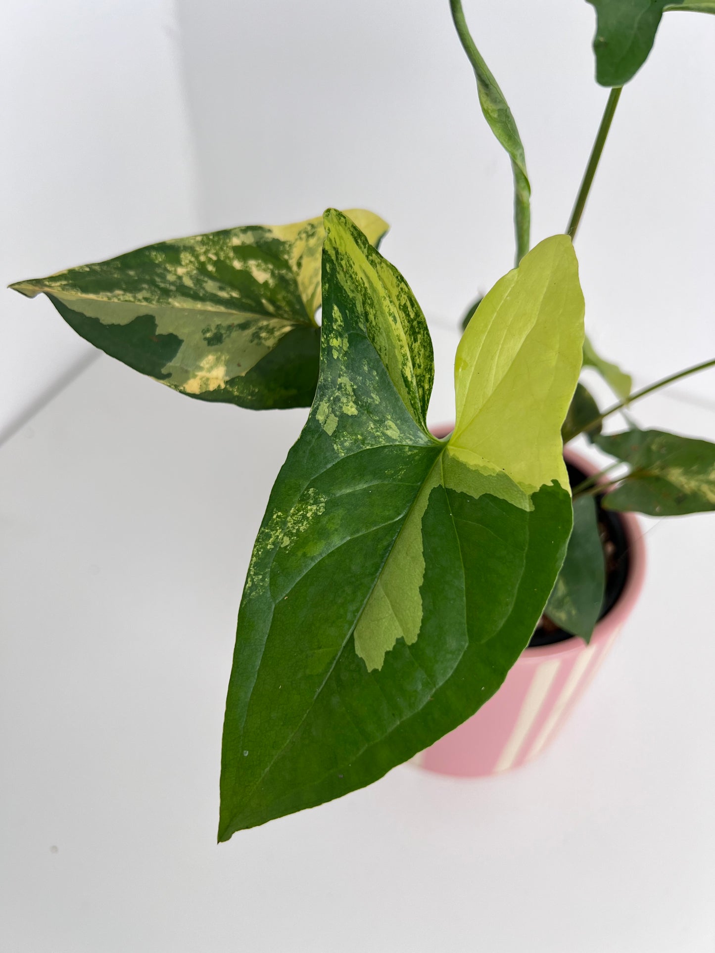 Syngonium Fantasy Aurea - Low Maintenance Houseplant. Indoor Plants Australia