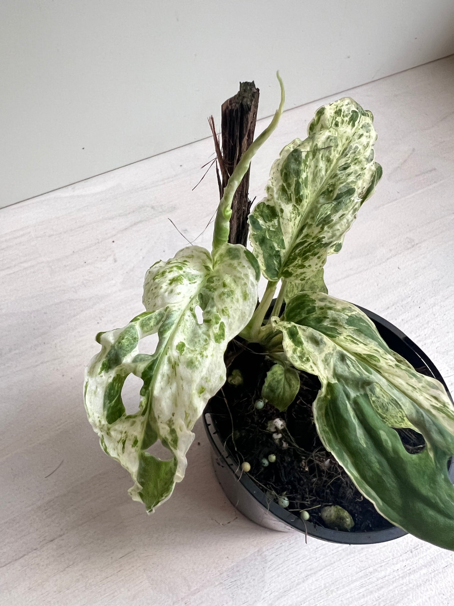 Monstera Adansonii Mint Variegated