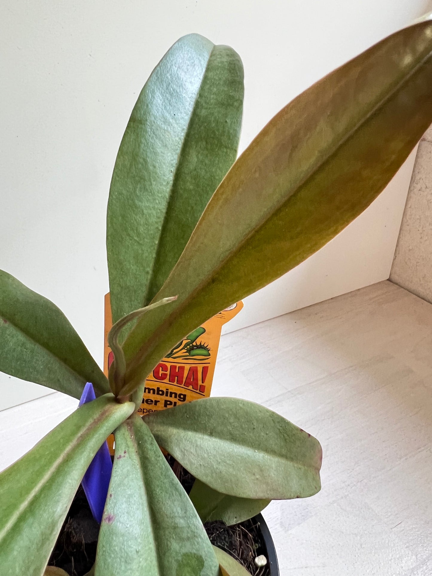 Nepenthes  Kampotiana Red