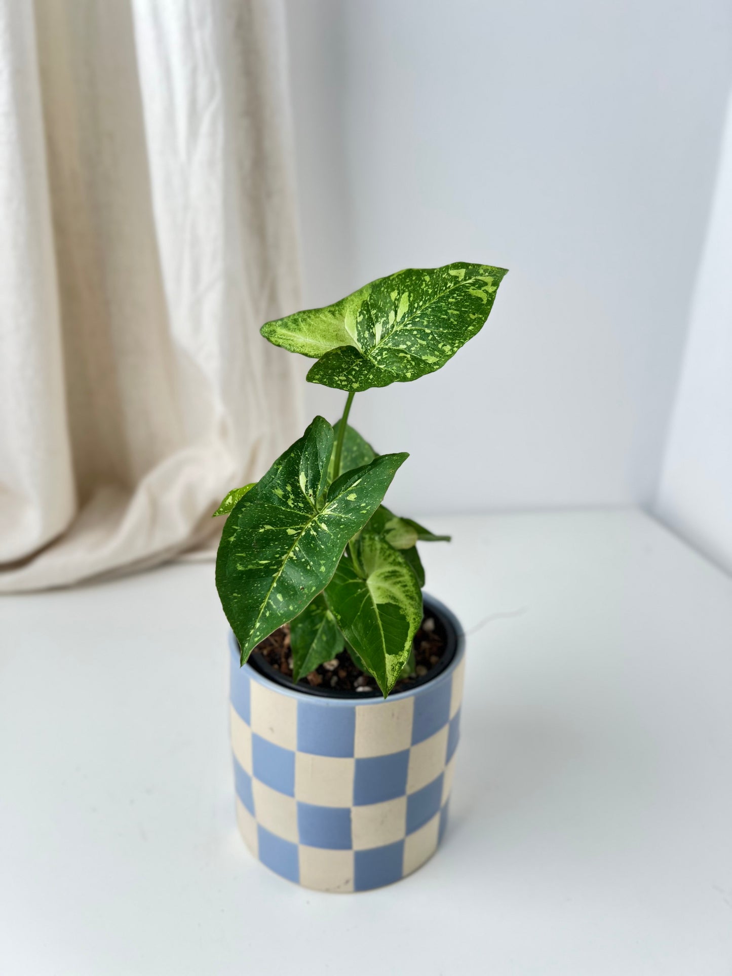 Syngonium Panda highly variegated. Houseplant & Indoor Plant Gifts Australia