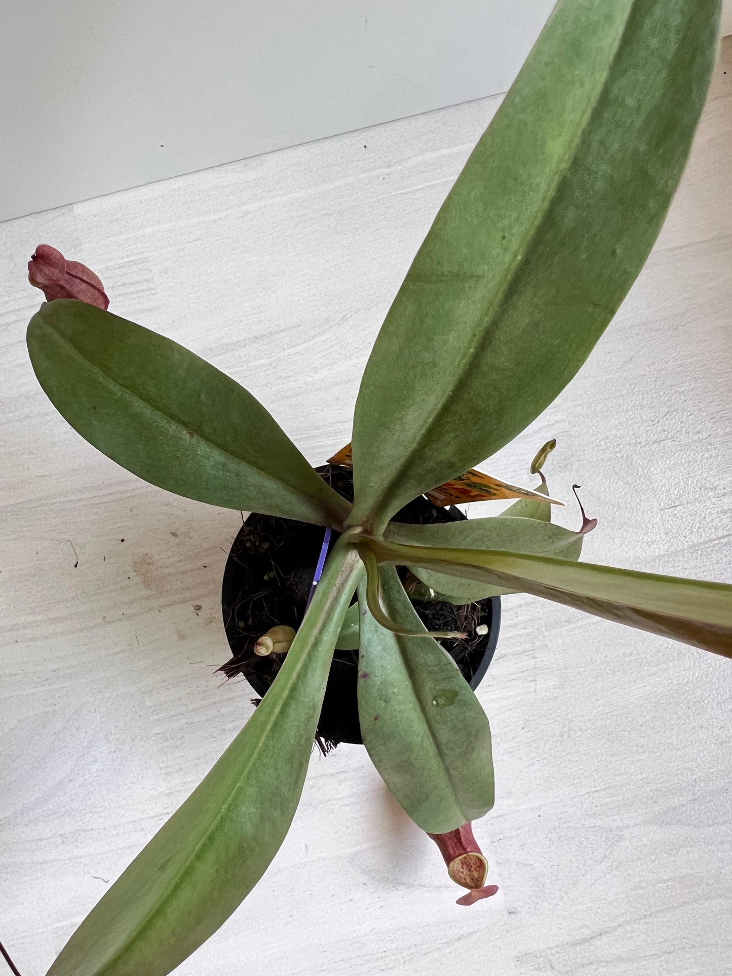 Nepenthes  Kampotiana Red