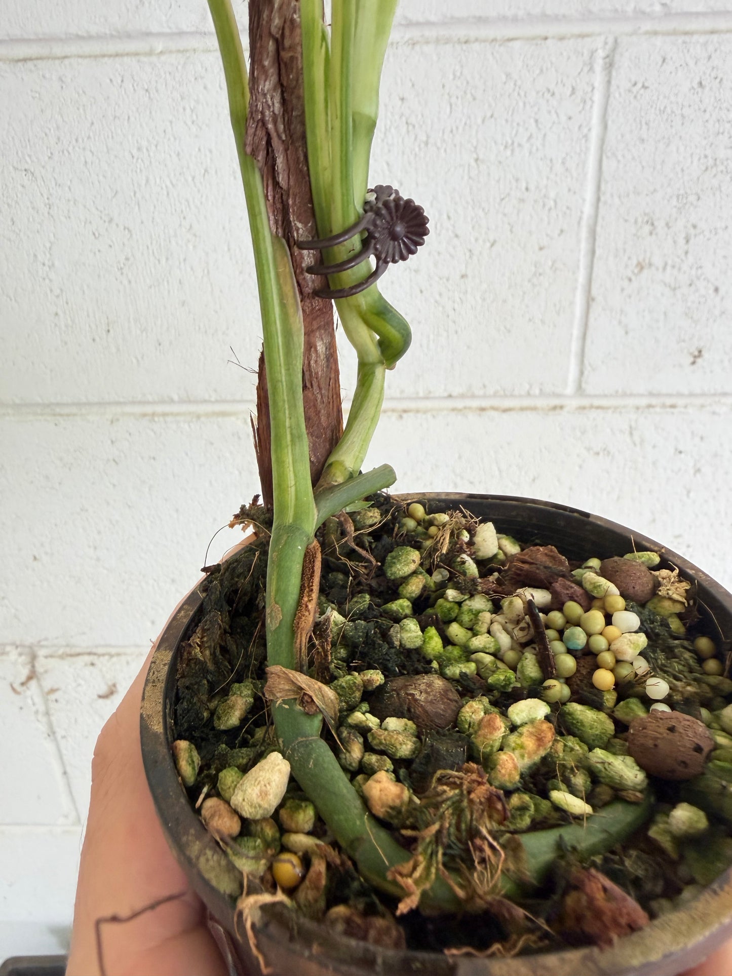 Scindapsus Rubicon variegated
