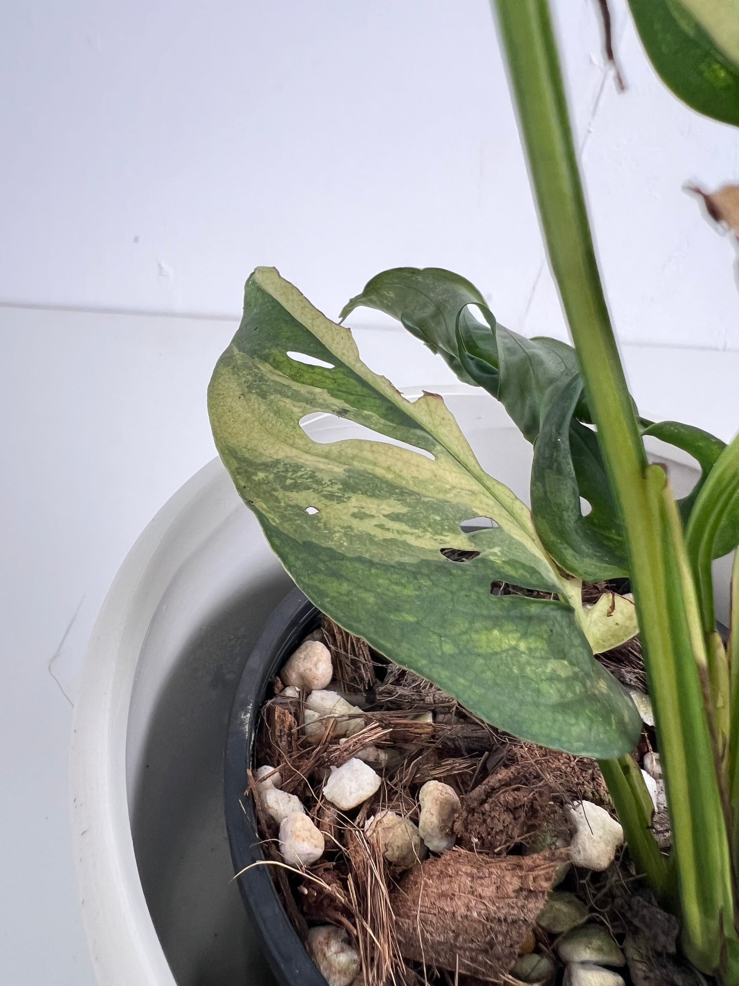 Monstera Adansonii variegated - Indoor Plants & Rare Houseplant gifts Australia