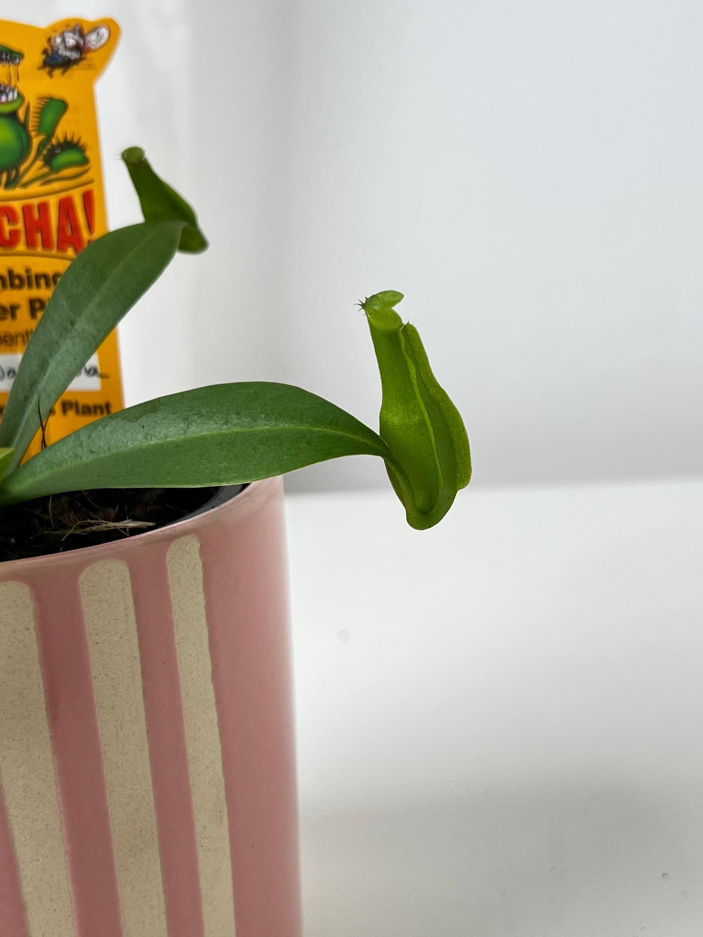 Nepenthes reinwardtiana